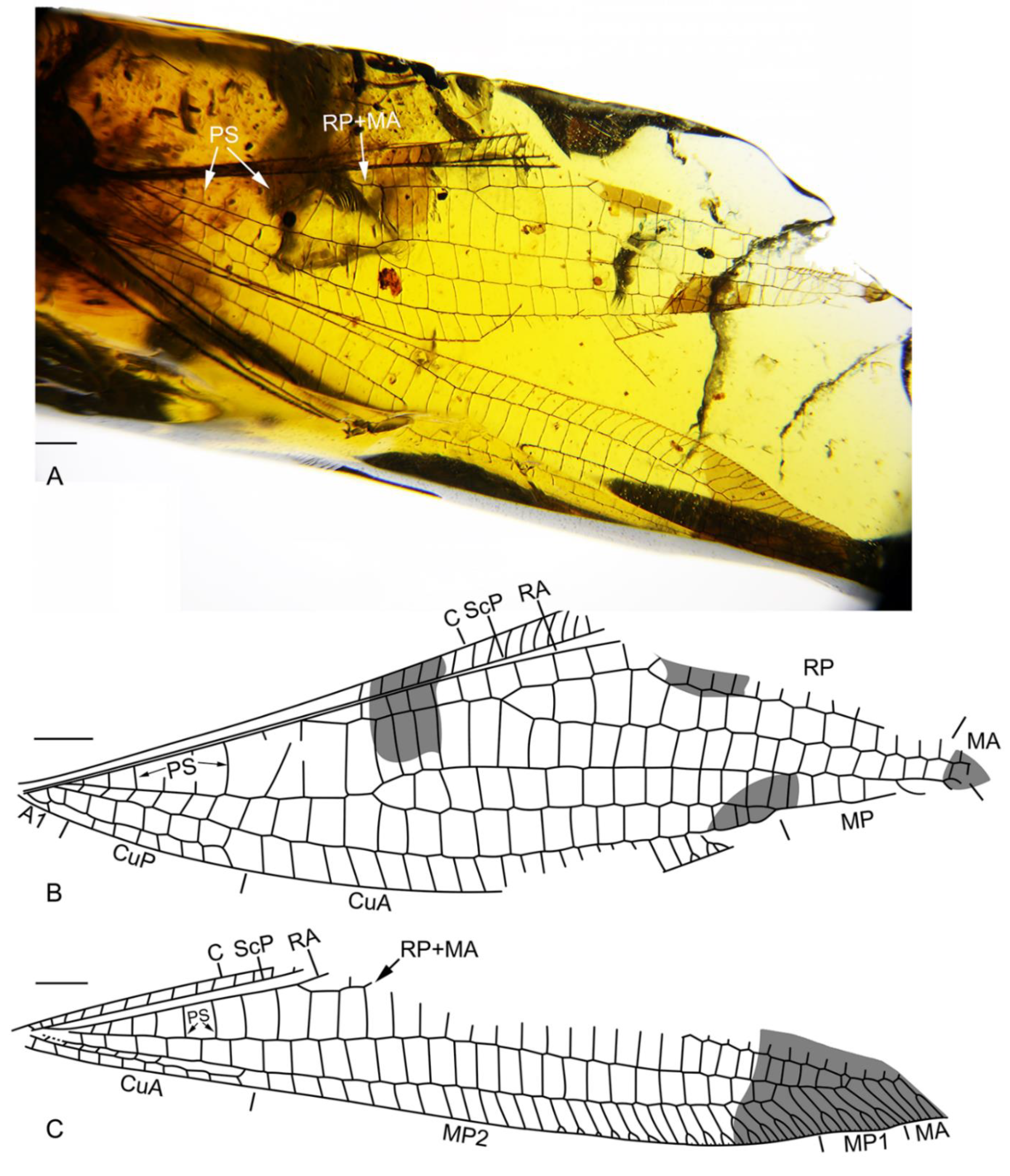 Insects 13 00429 g001 550