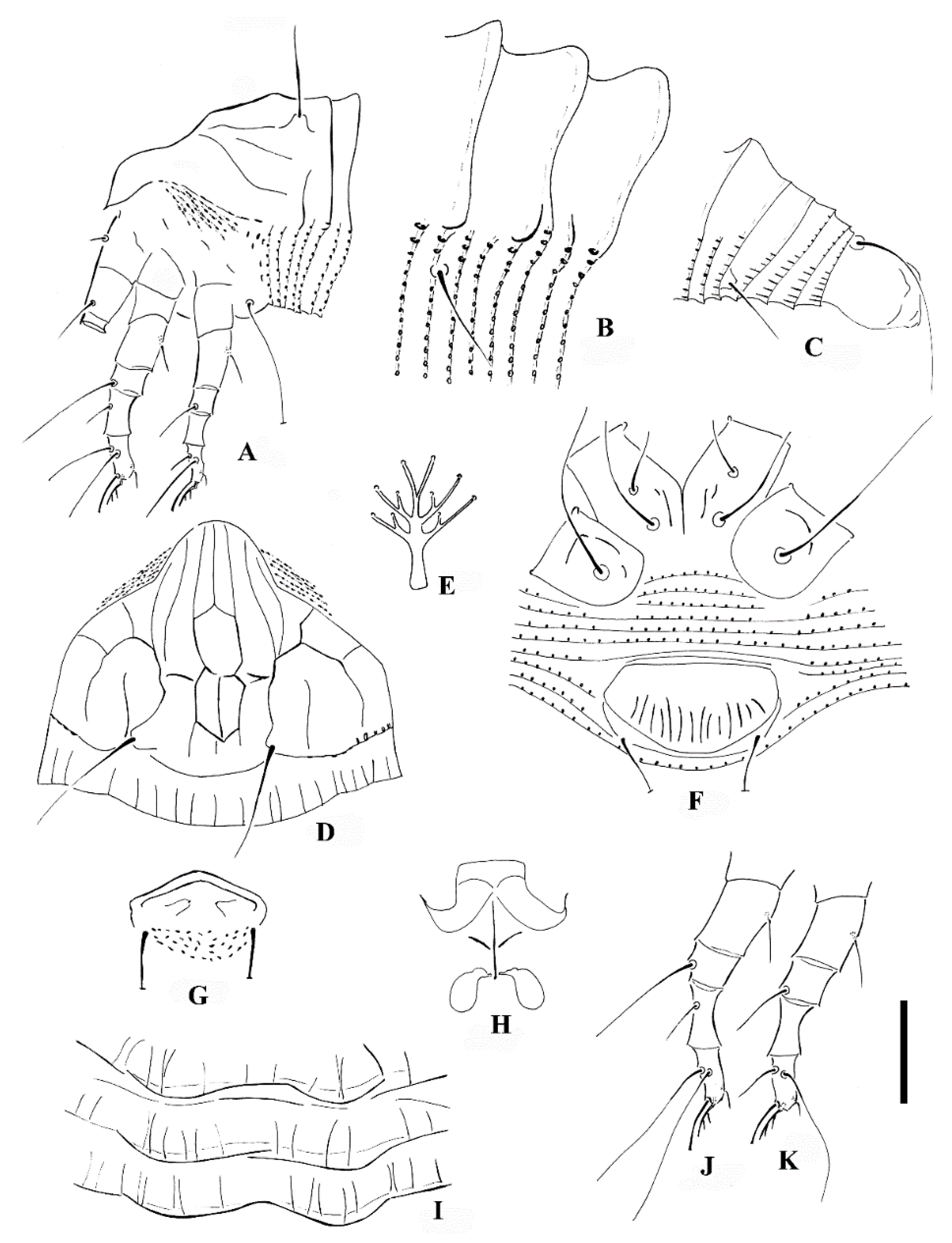 Insects | Free Full-Text | Phylogeny of Calvittacus Revealing a New ...