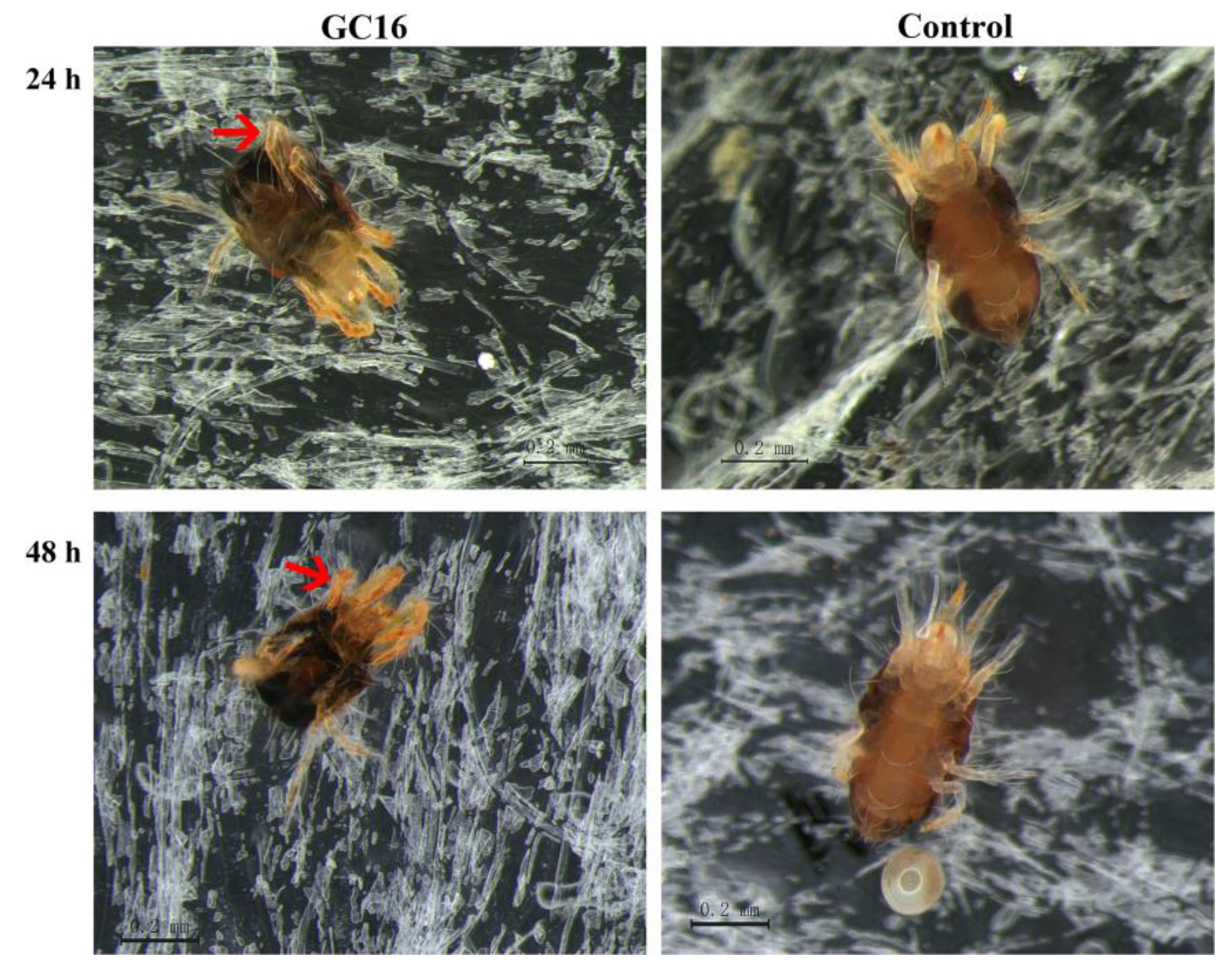 Insects 13 00433 g003