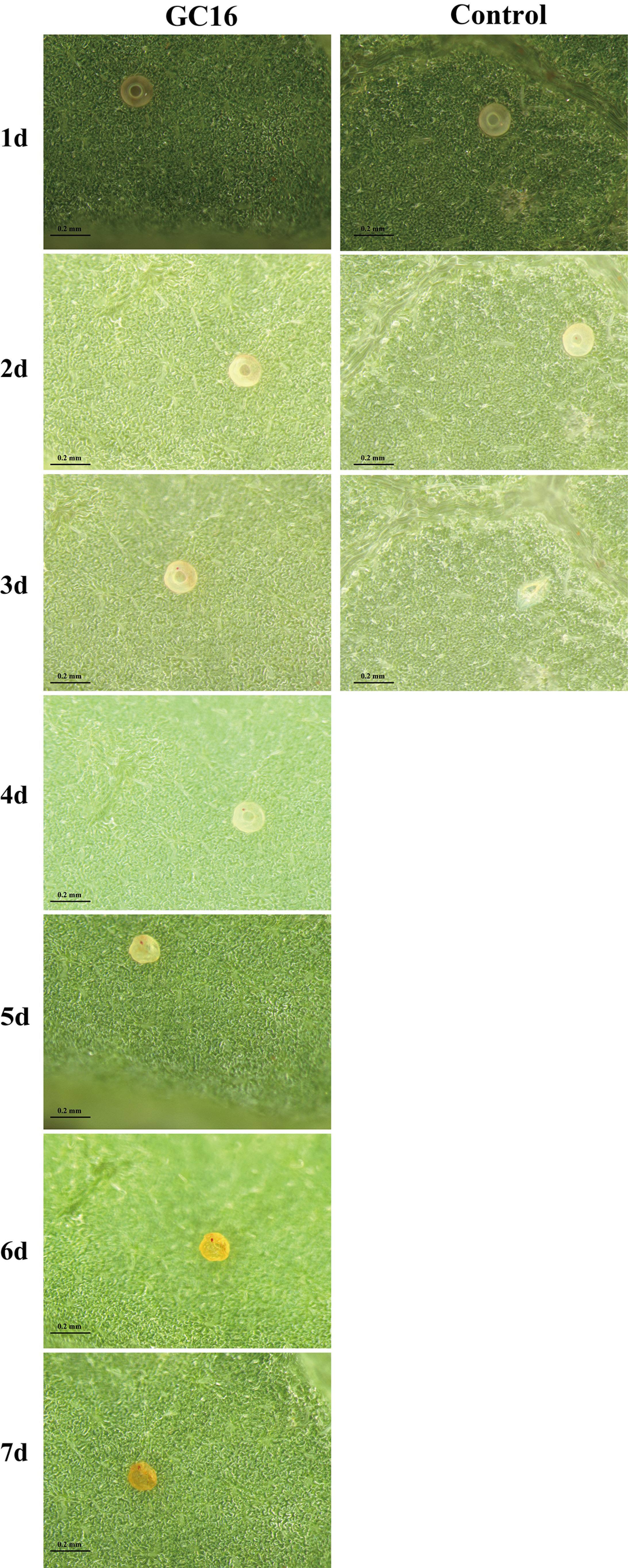 Insects 13 00433 g004