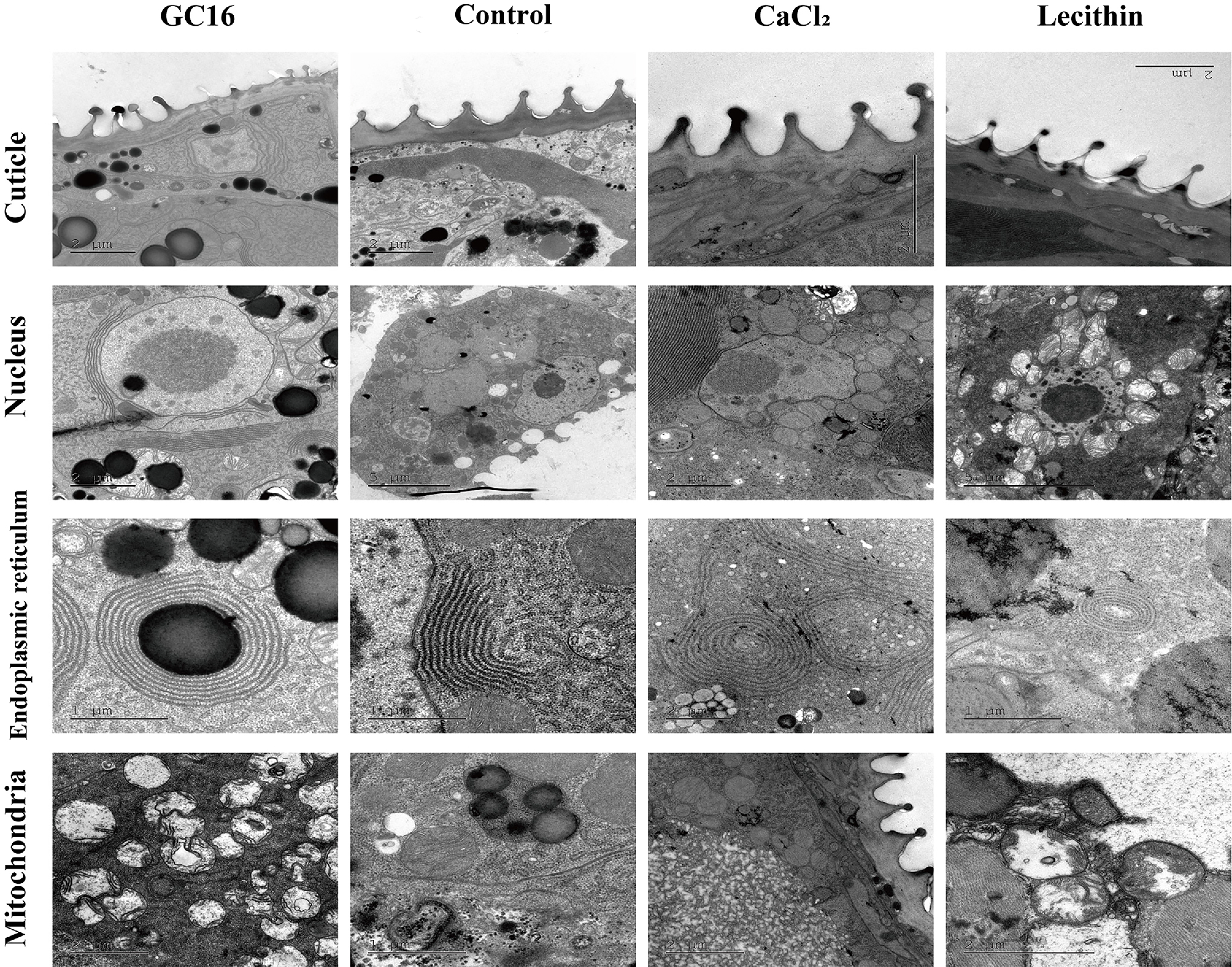 Insects 13 00433 g006