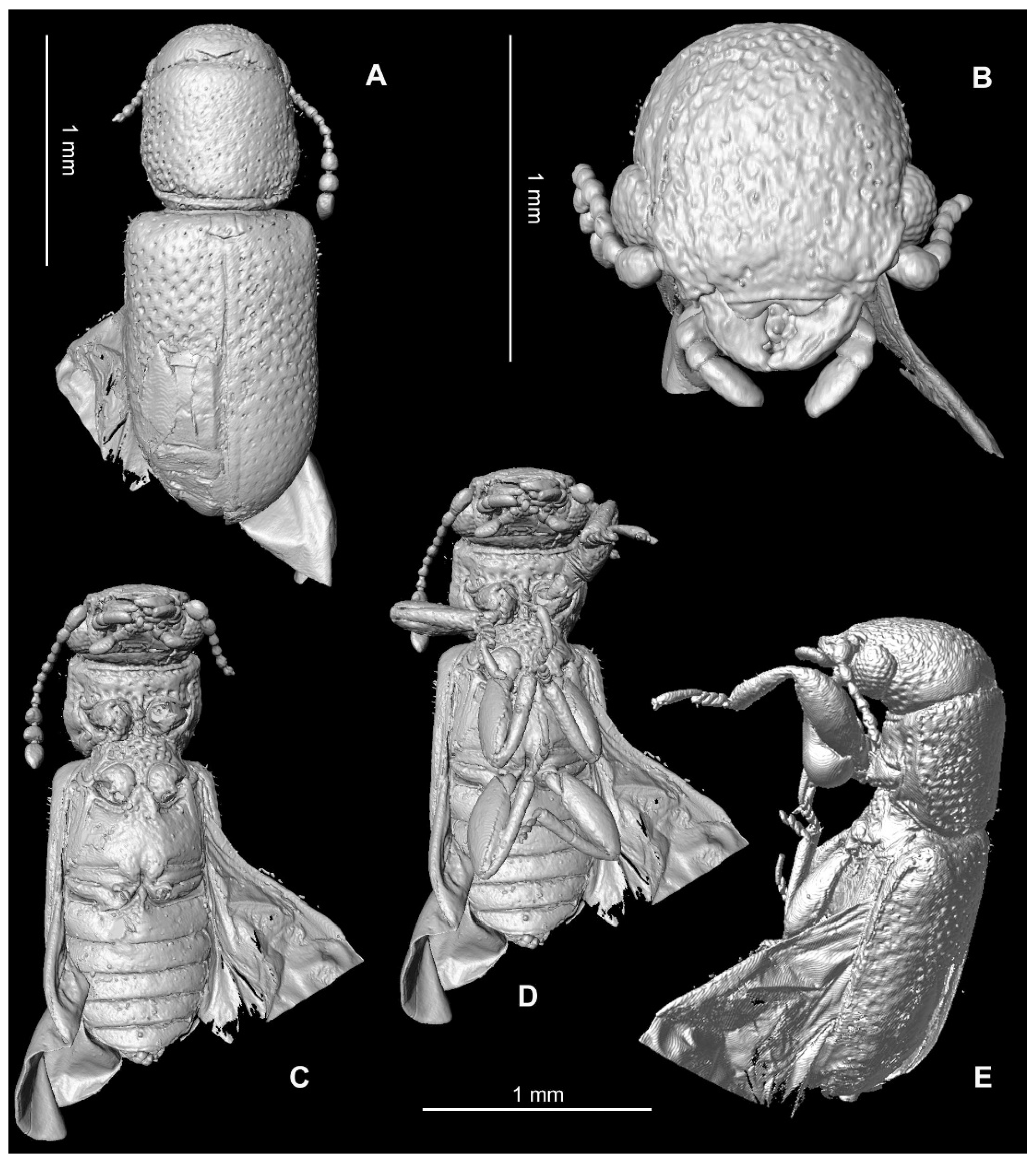 Insects 13 00438 g002