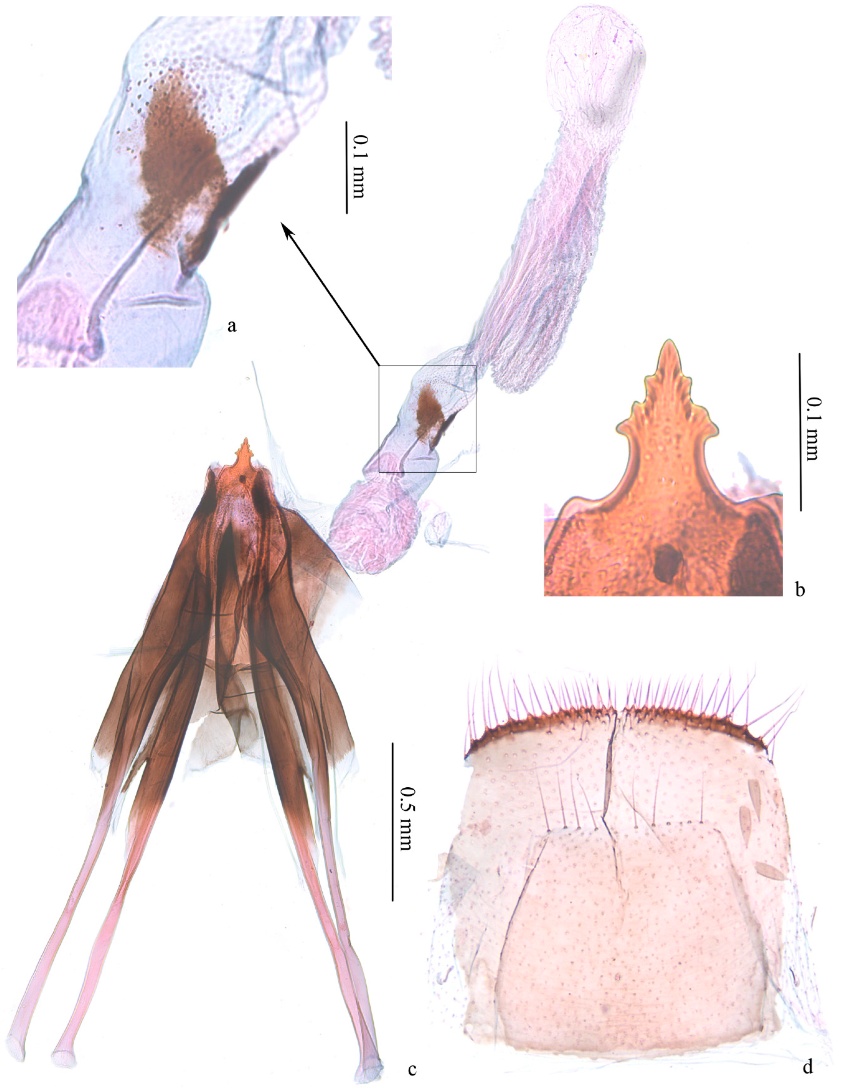 Insects 13 00440 g004 550