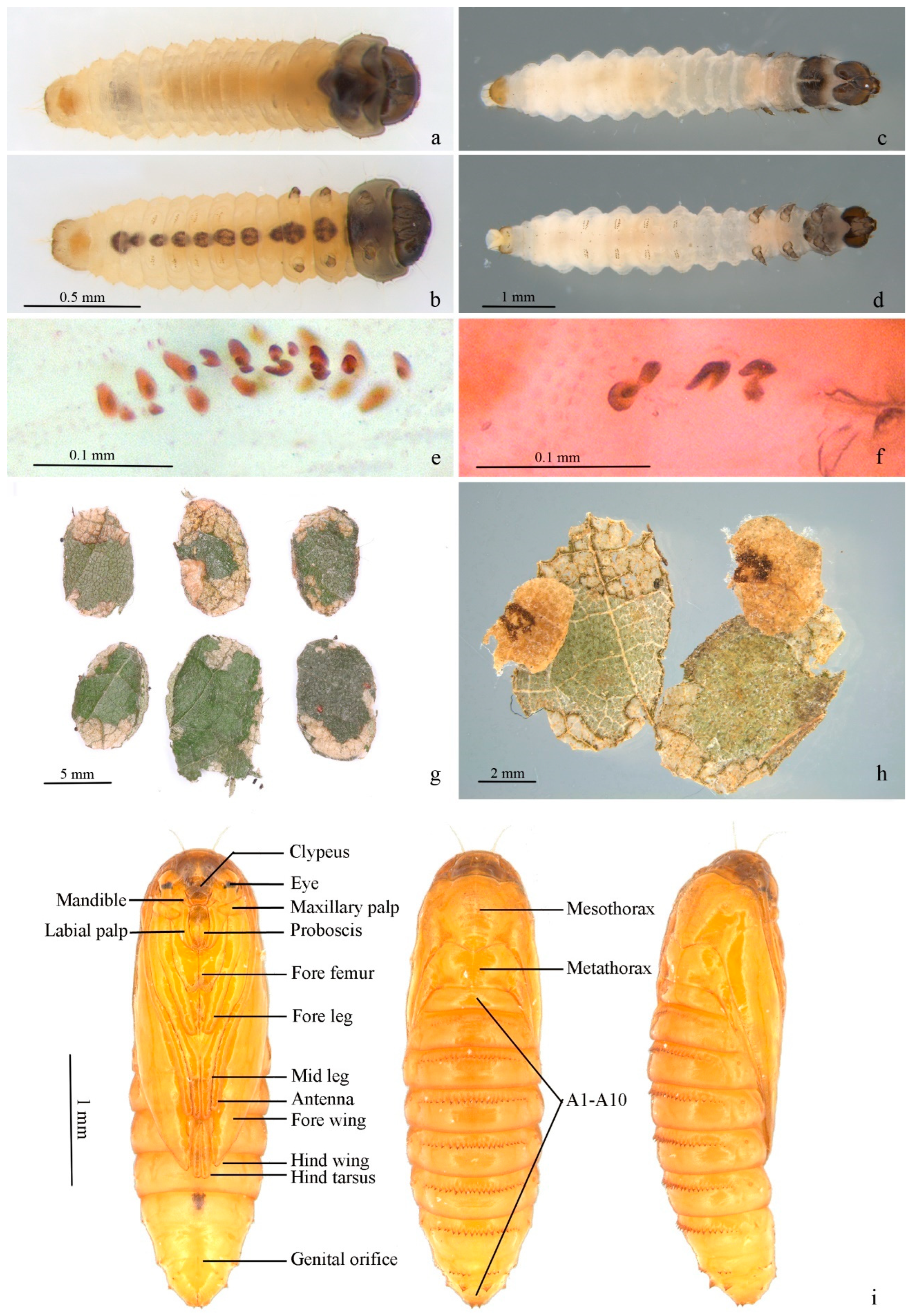 Insects 13 00440 g006 550