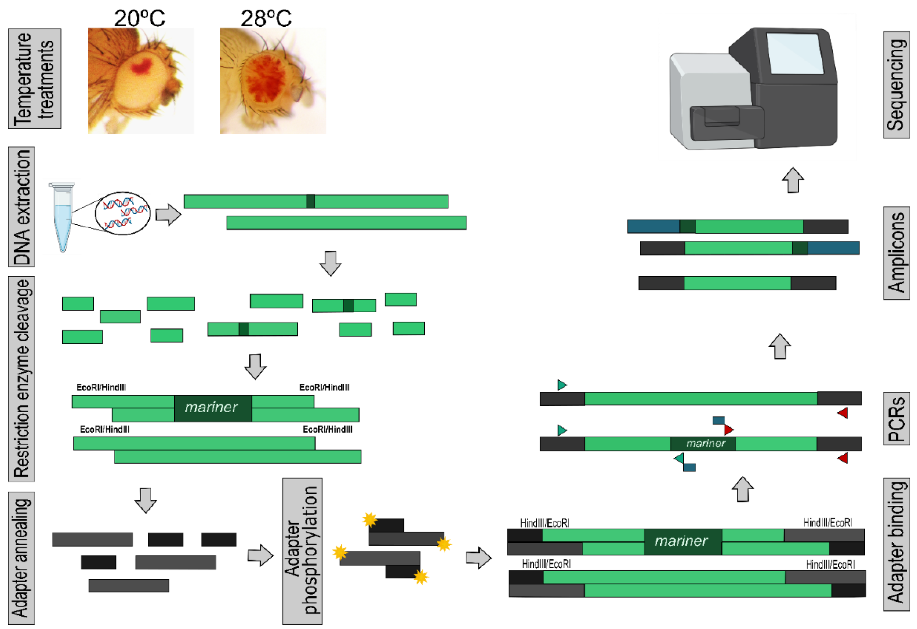 Insects 13 00454 g001