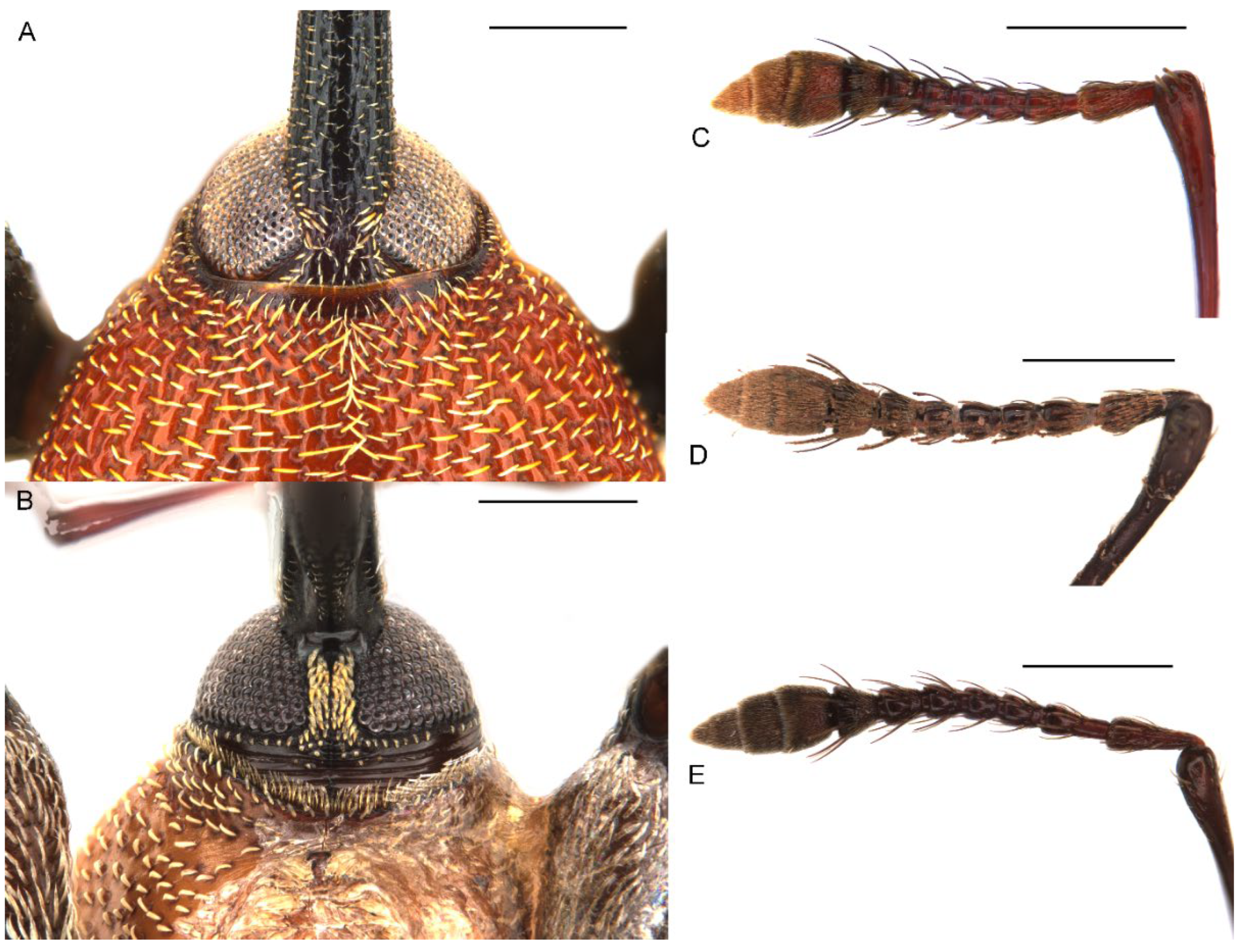 Insects 13 00456 g003 Insects 13 00456 g003
