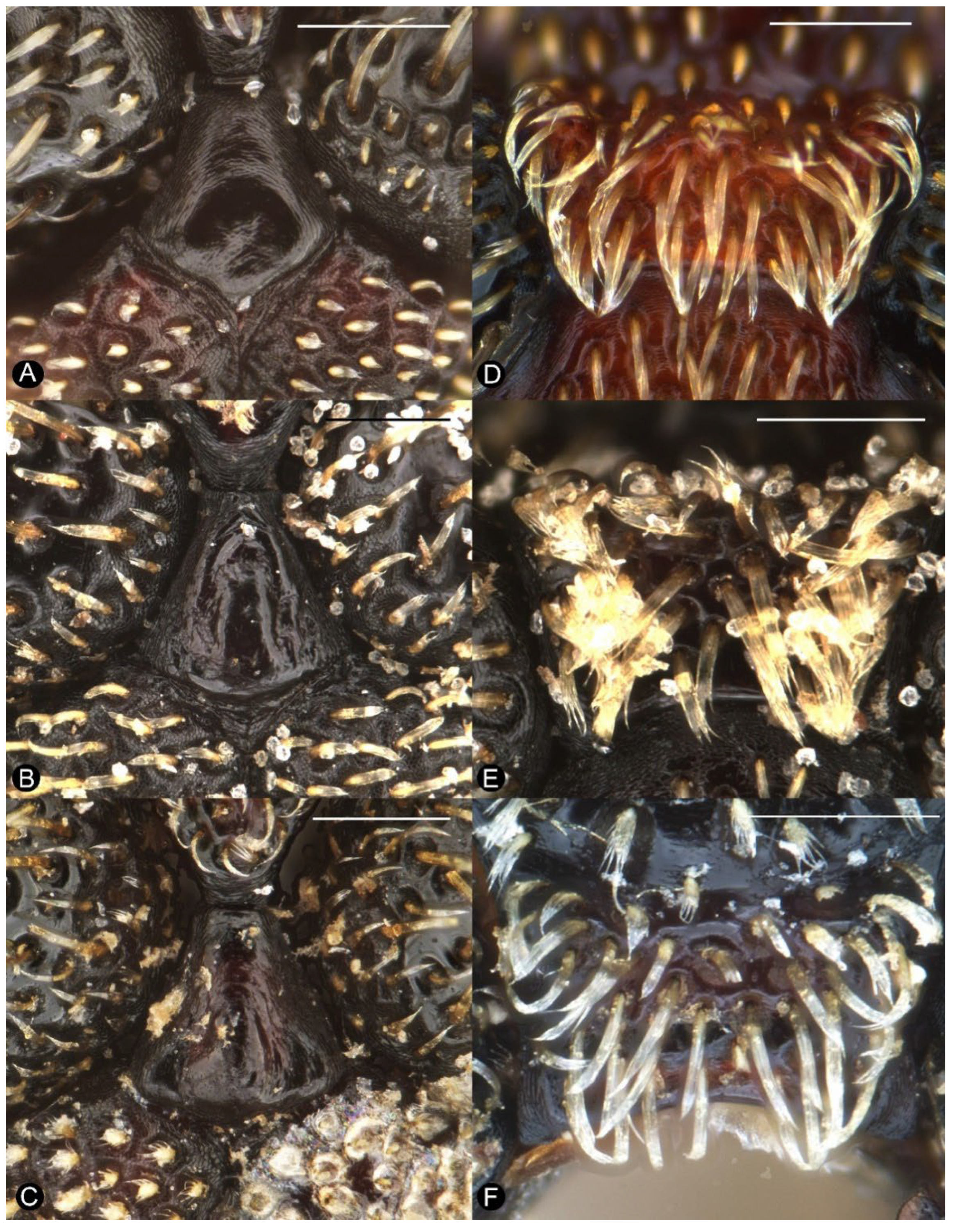 Insects 13 00456 g005 Insects 13 00456 g005