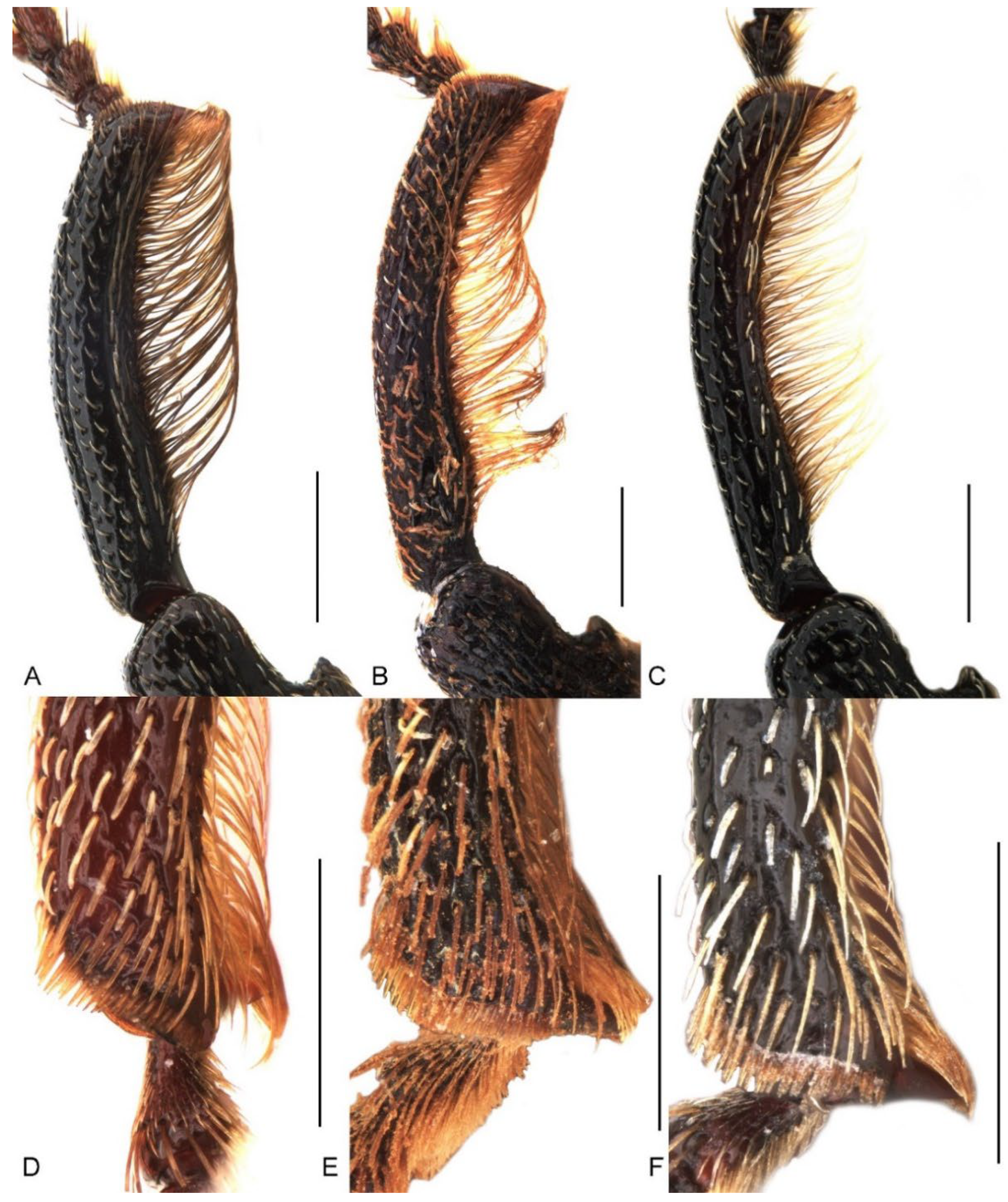 Insects 13 00456 g006 Insects 13 00456 g006