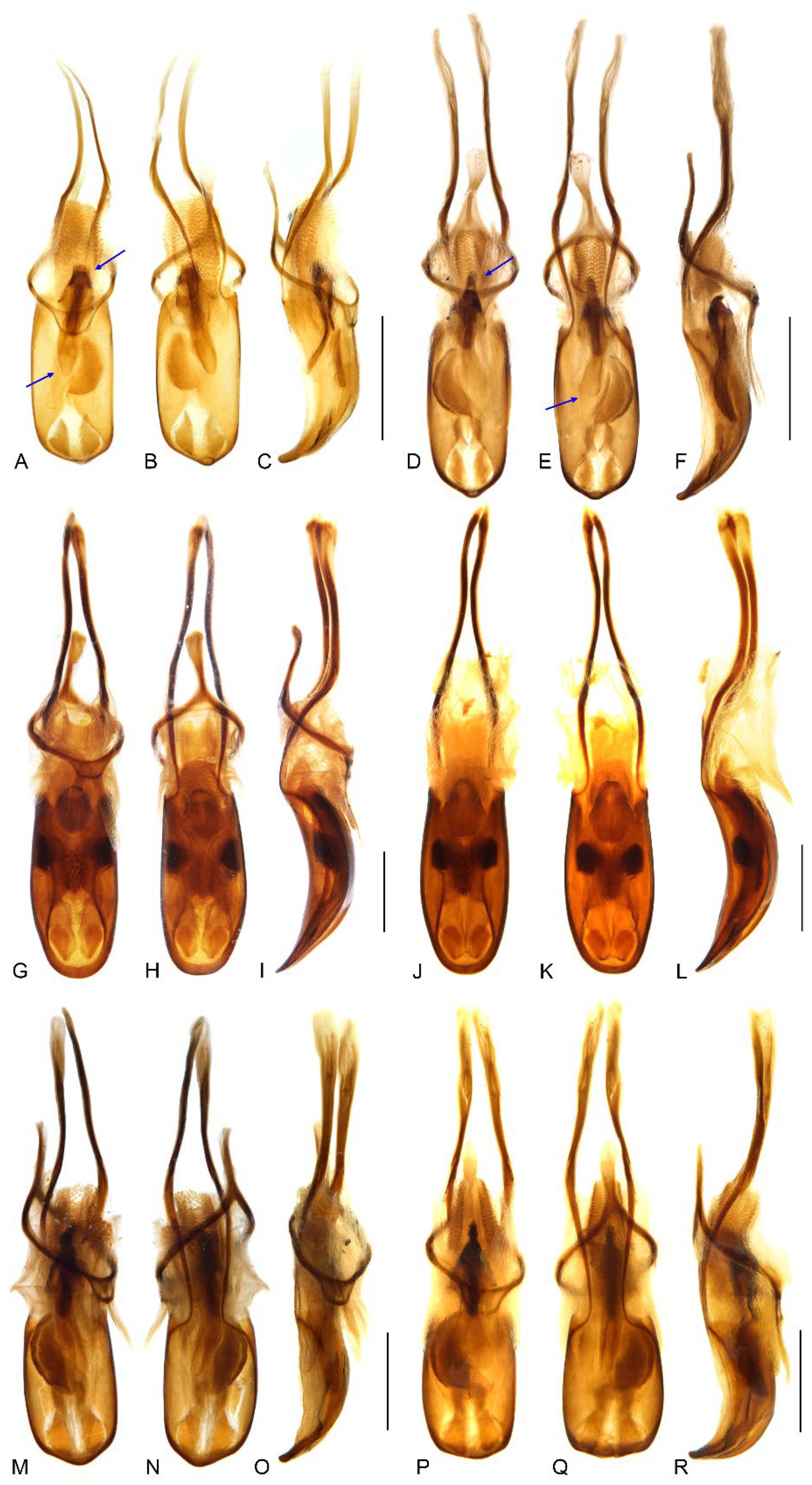 Insects 13 00456 g009 Insects 13 00456 g009