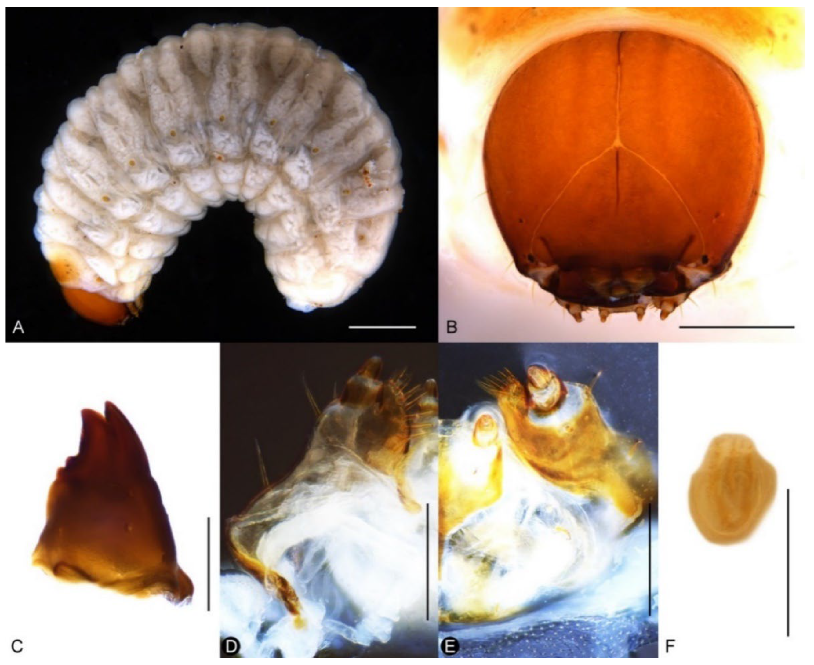 Insects 13 00456 g012 Insects 13 00456 g012