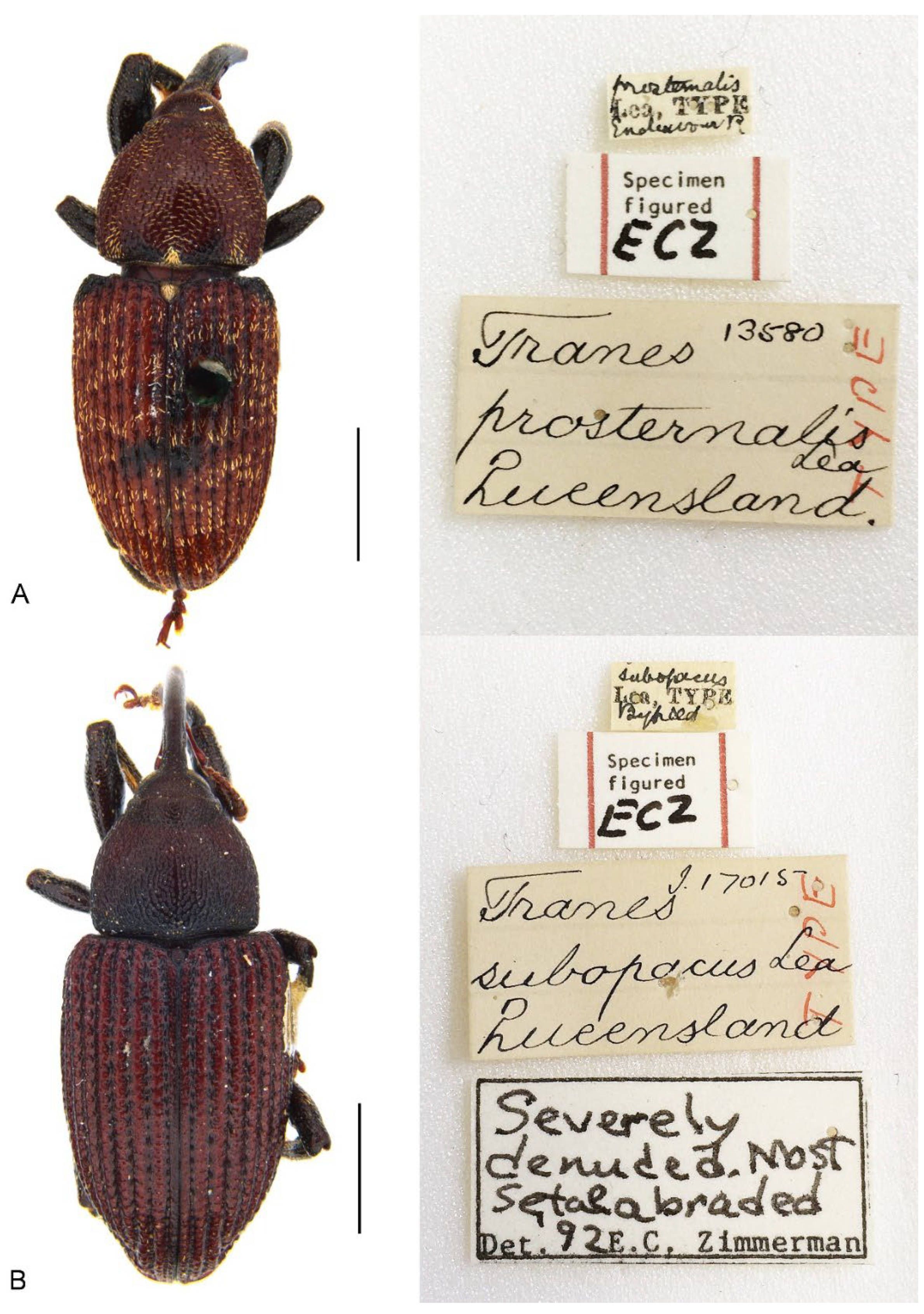 Insects 13 00456 g013 Insects 13 00456 g013