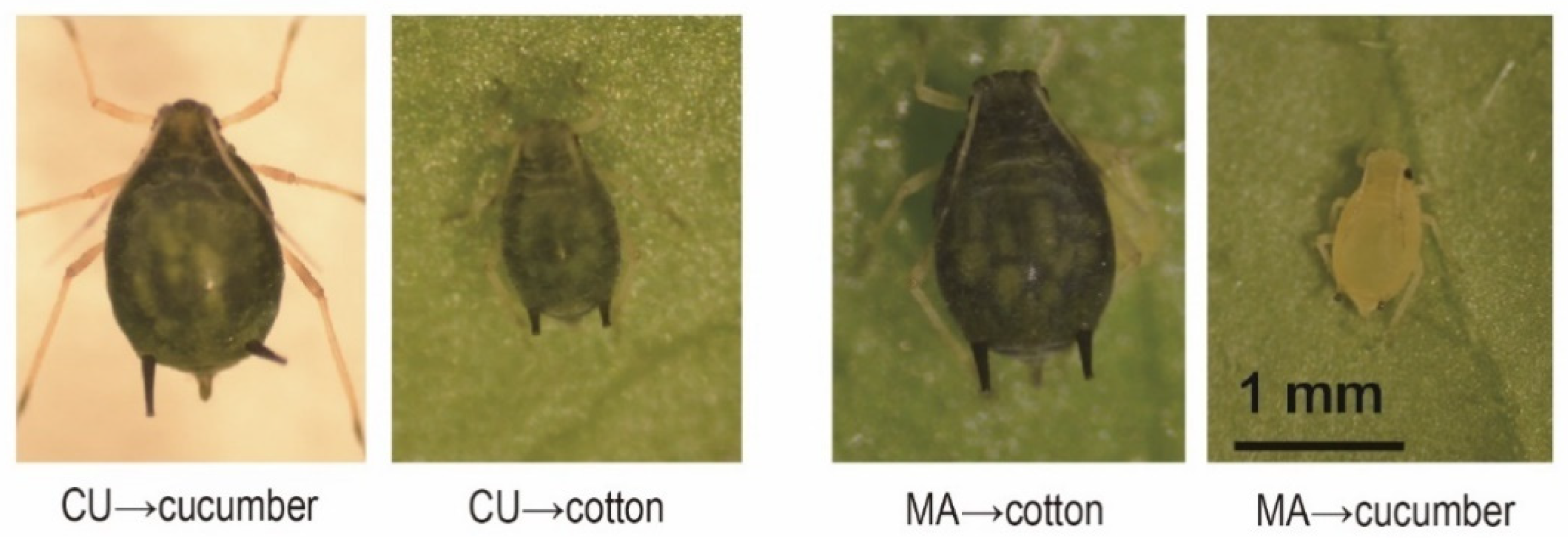 Insects 13 00462 g002