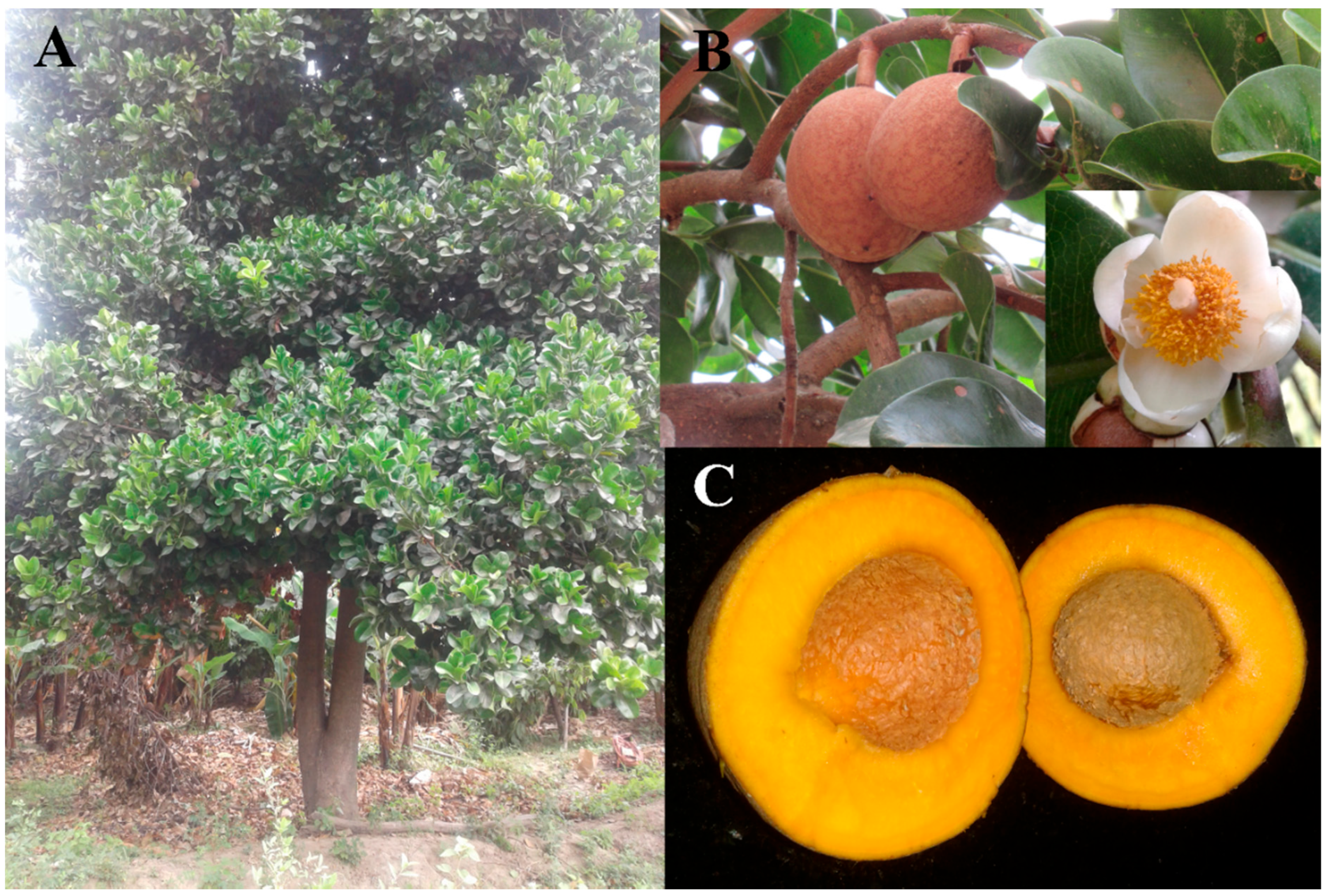 Insects 13 00473 g002 Insects 13 00473 g002