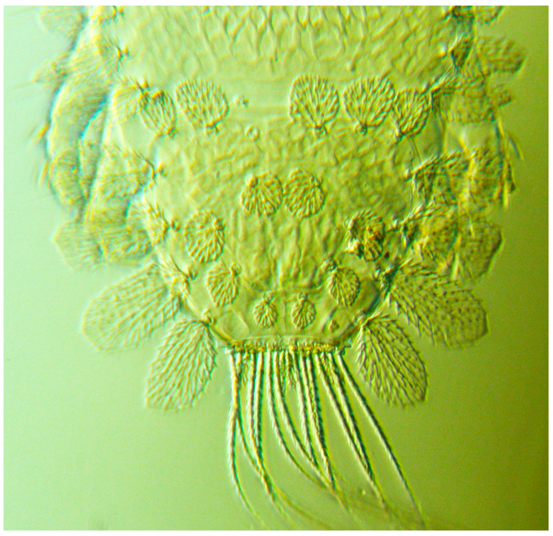 Insects 13 00473 g004 Insects 13 00473 g004