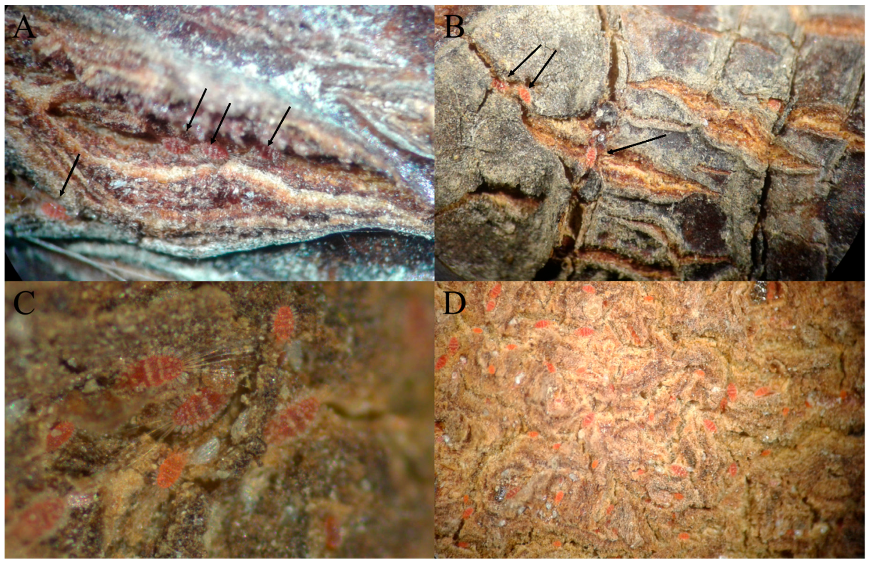 Insects 13 00473 g005 Insects 13 00473 g005