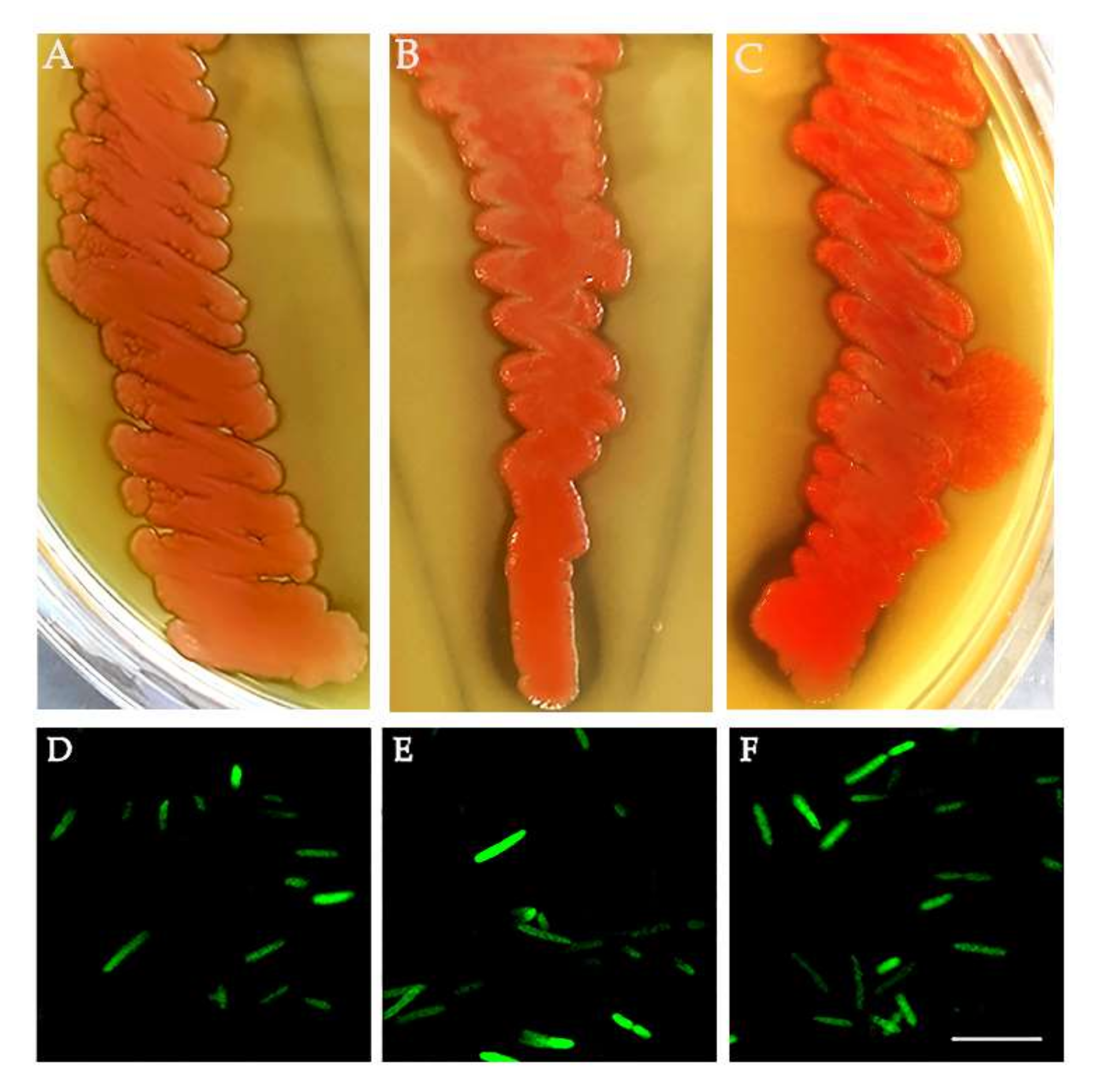 Insects 13 00474 g003