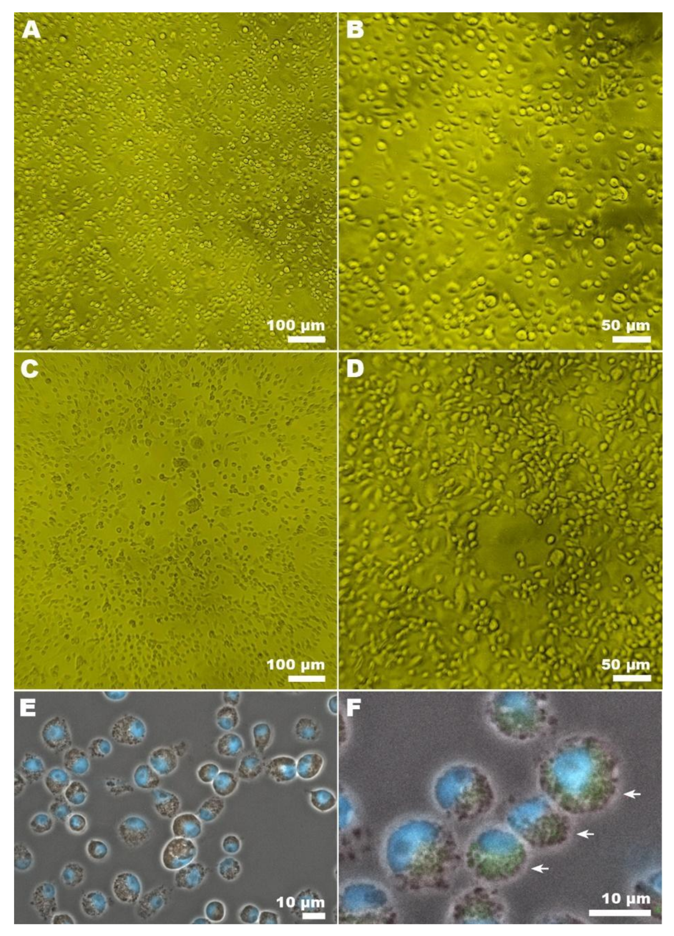 Insects 13 00477 g005 550
