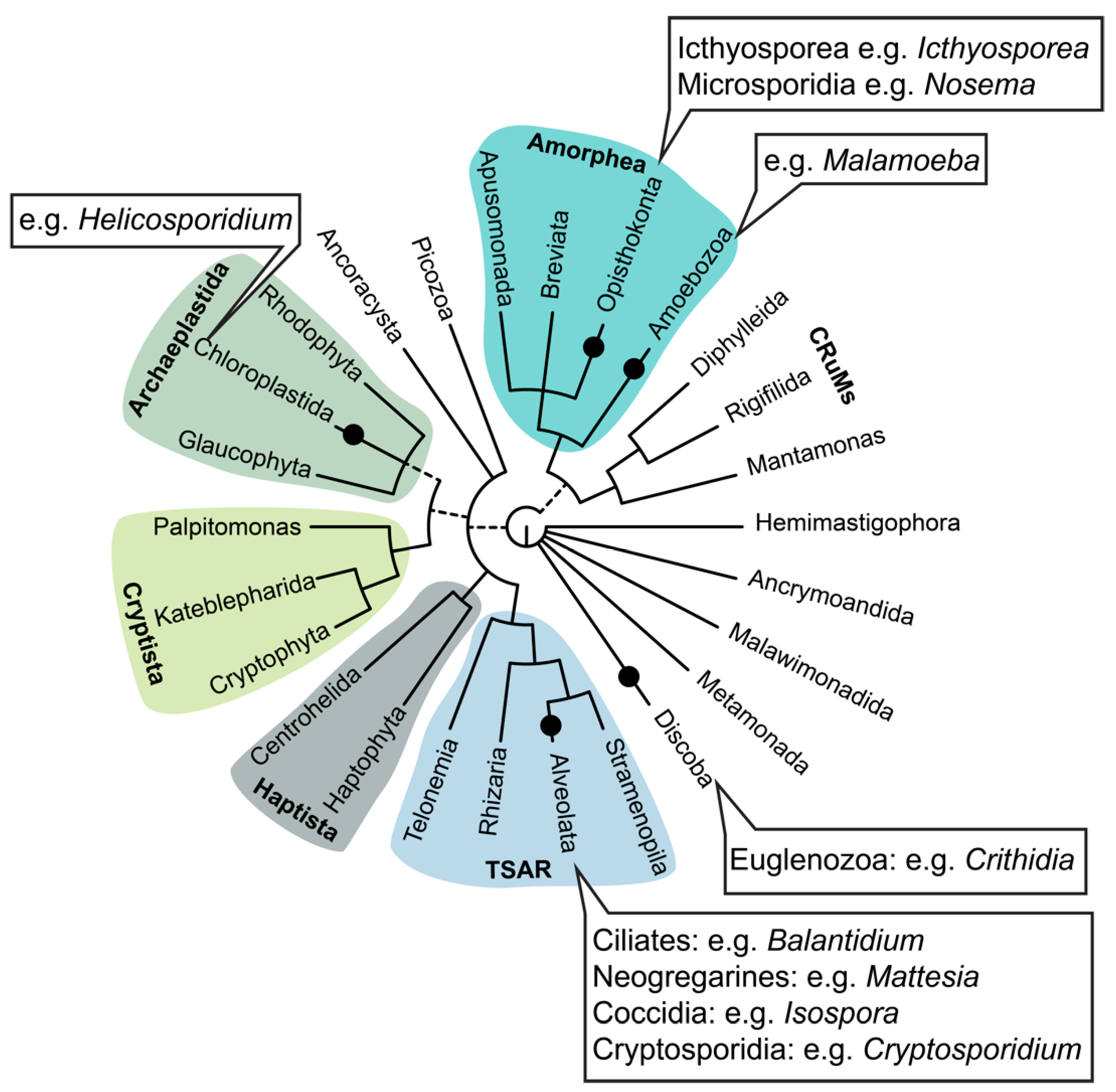 Insects 13 00482 g001 550