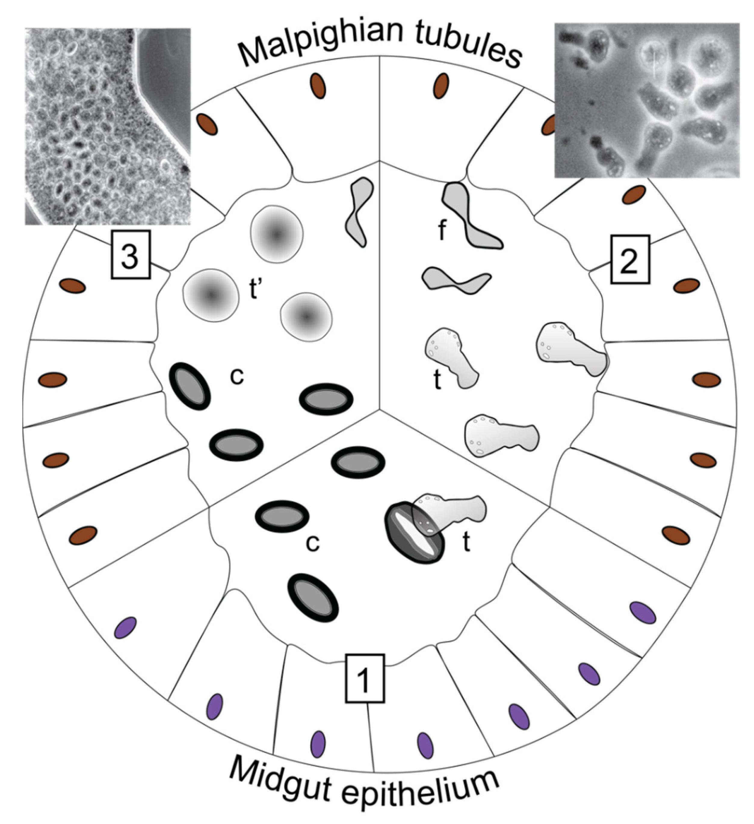 Insects 13 00482 g002 550