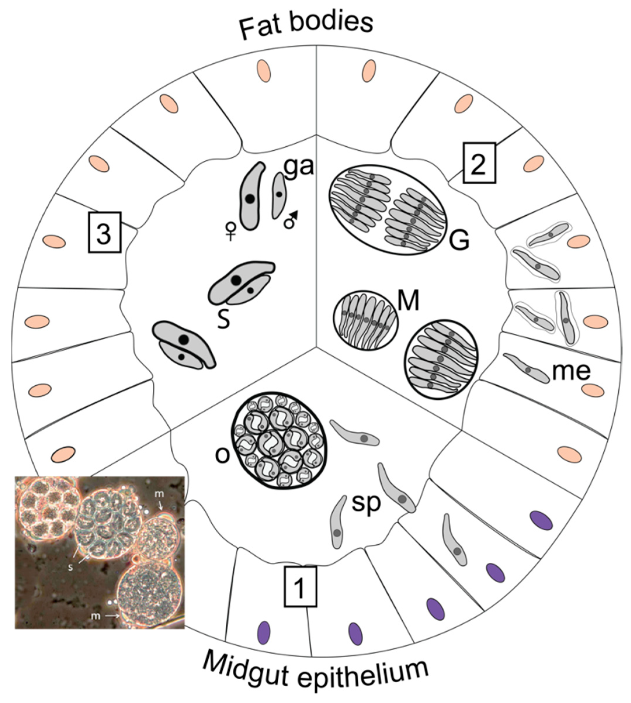 Insects 13 00482 g003 550