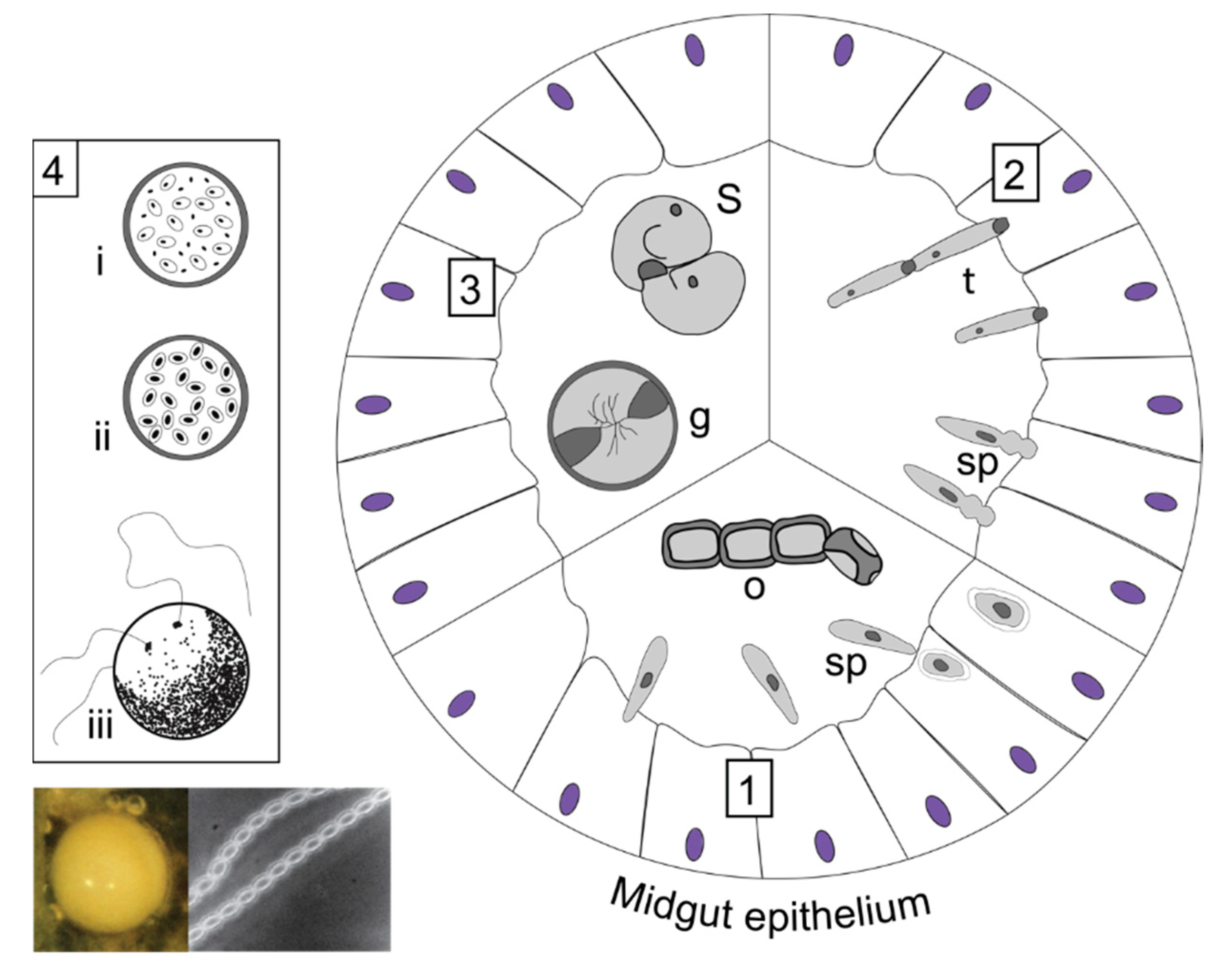 Insects 13 00482 g004 550