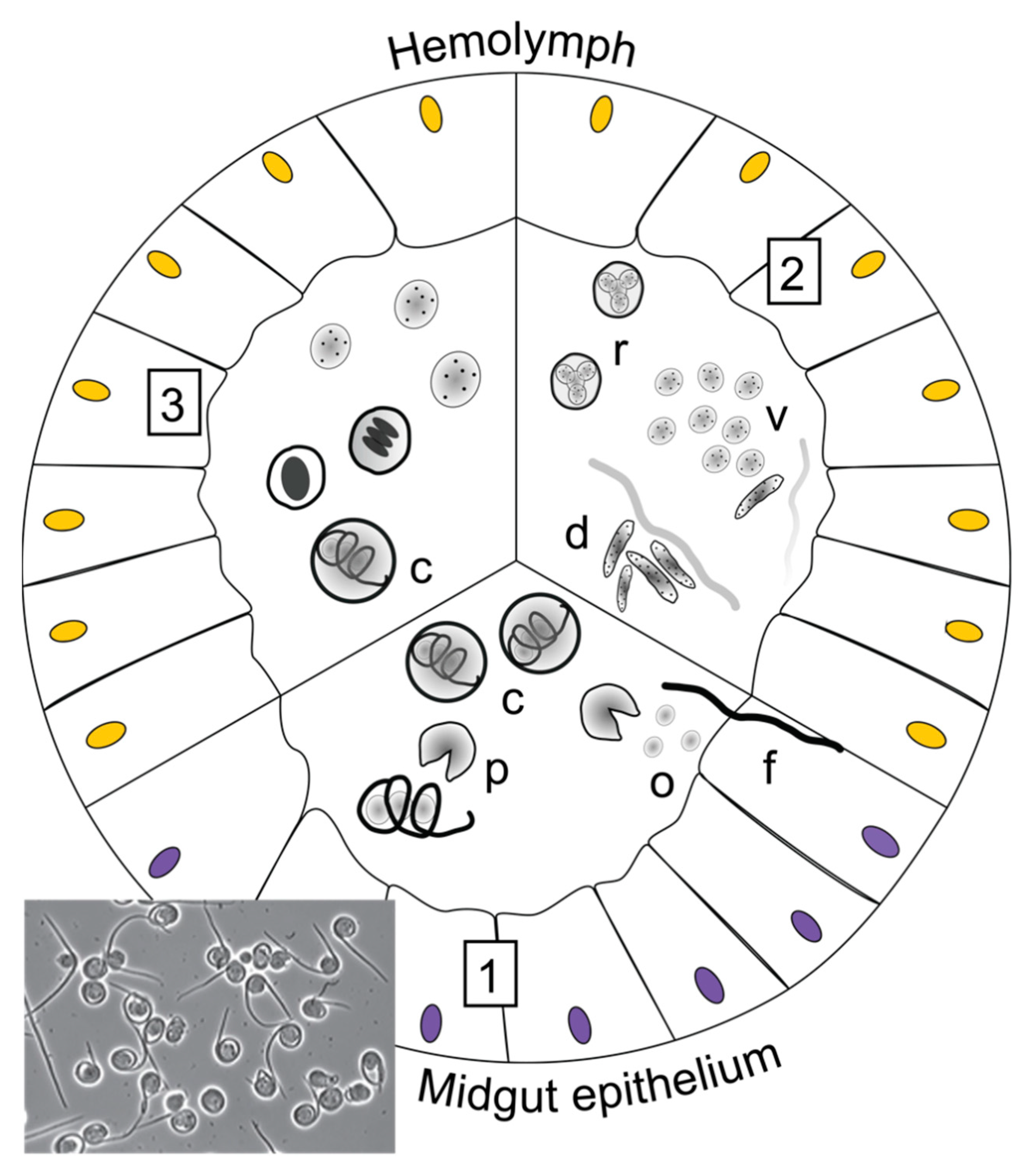 Insects 13 00482 g005 550