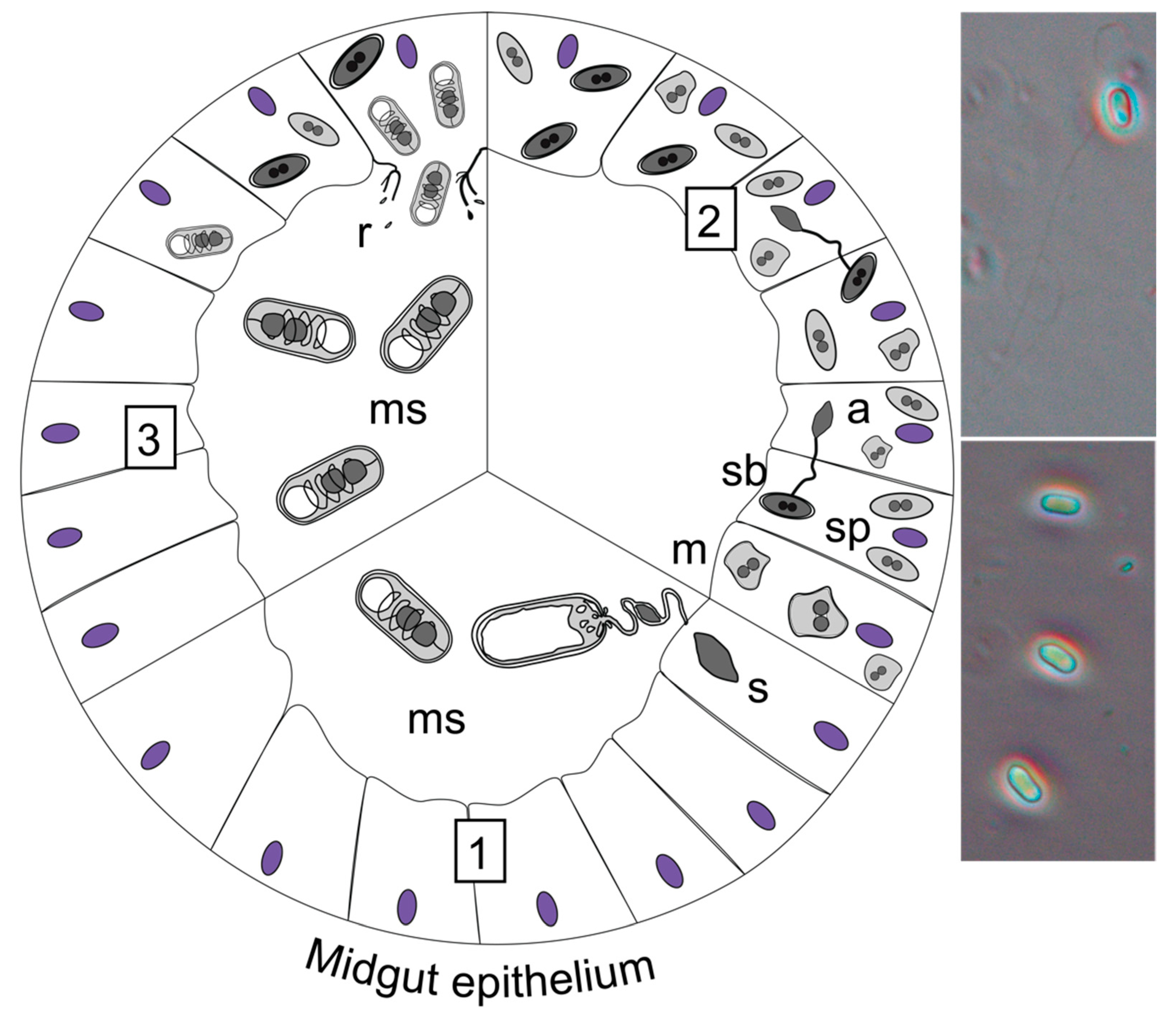 Insects 13 00482 g006 550
