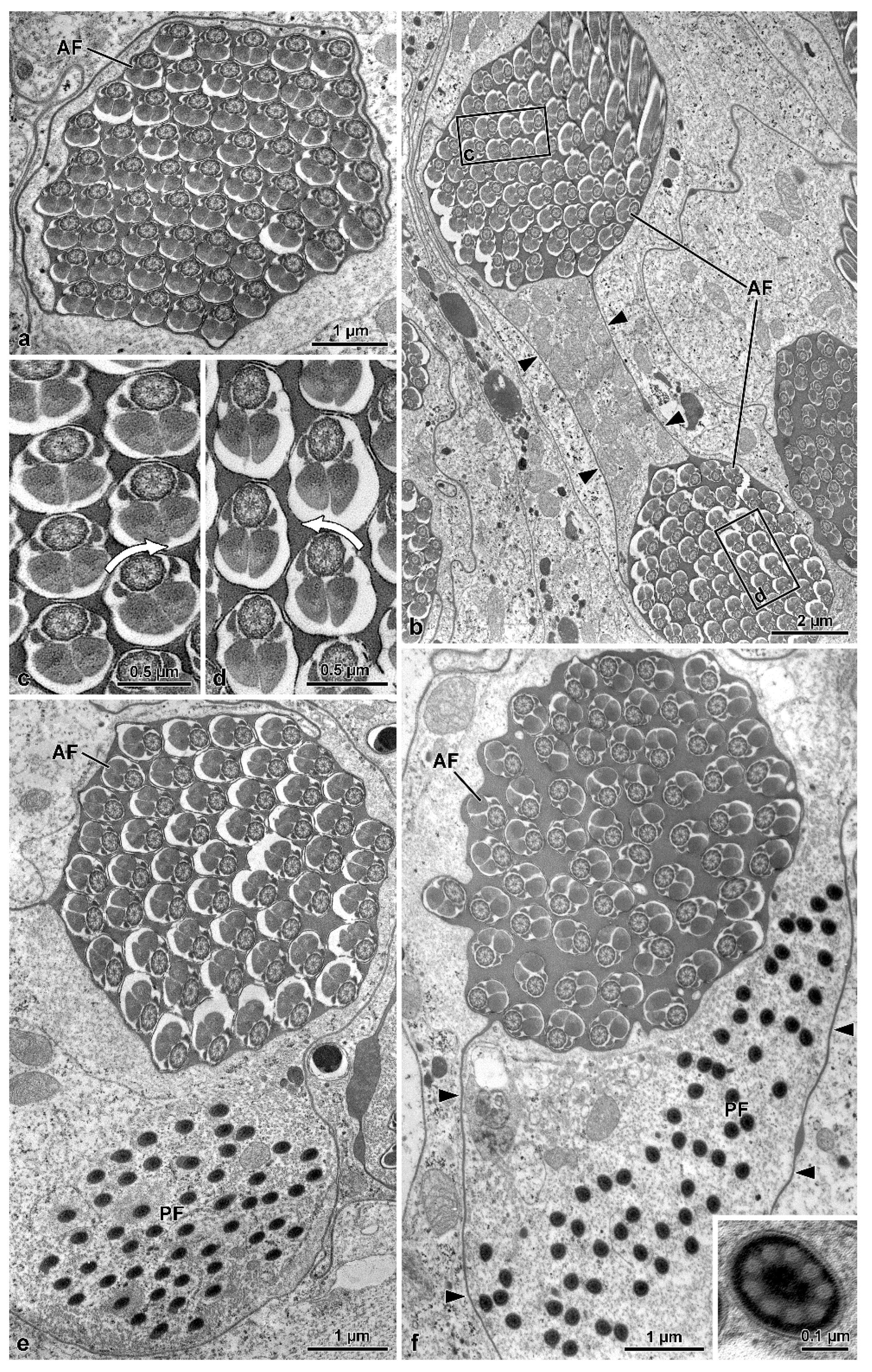 Insects 13 00485 g003 550