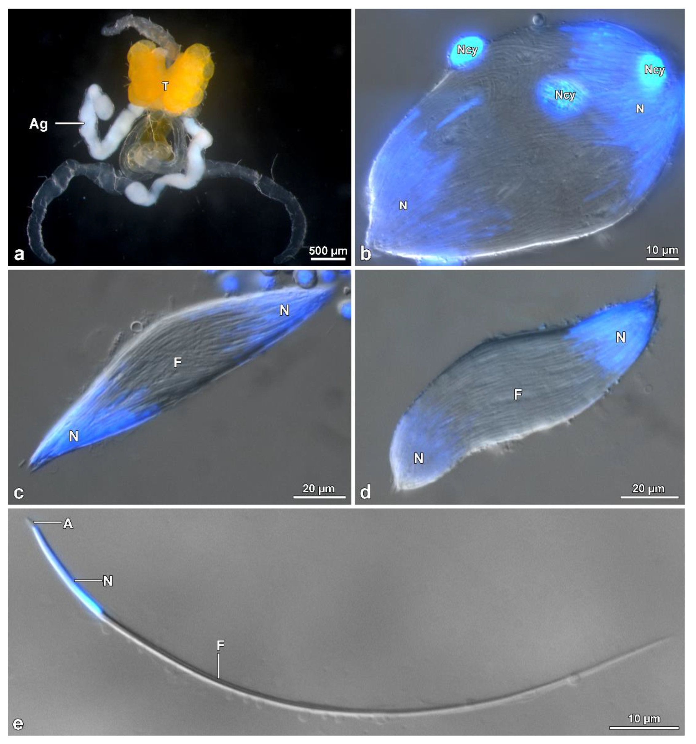 Insects 13 00485 g009 550