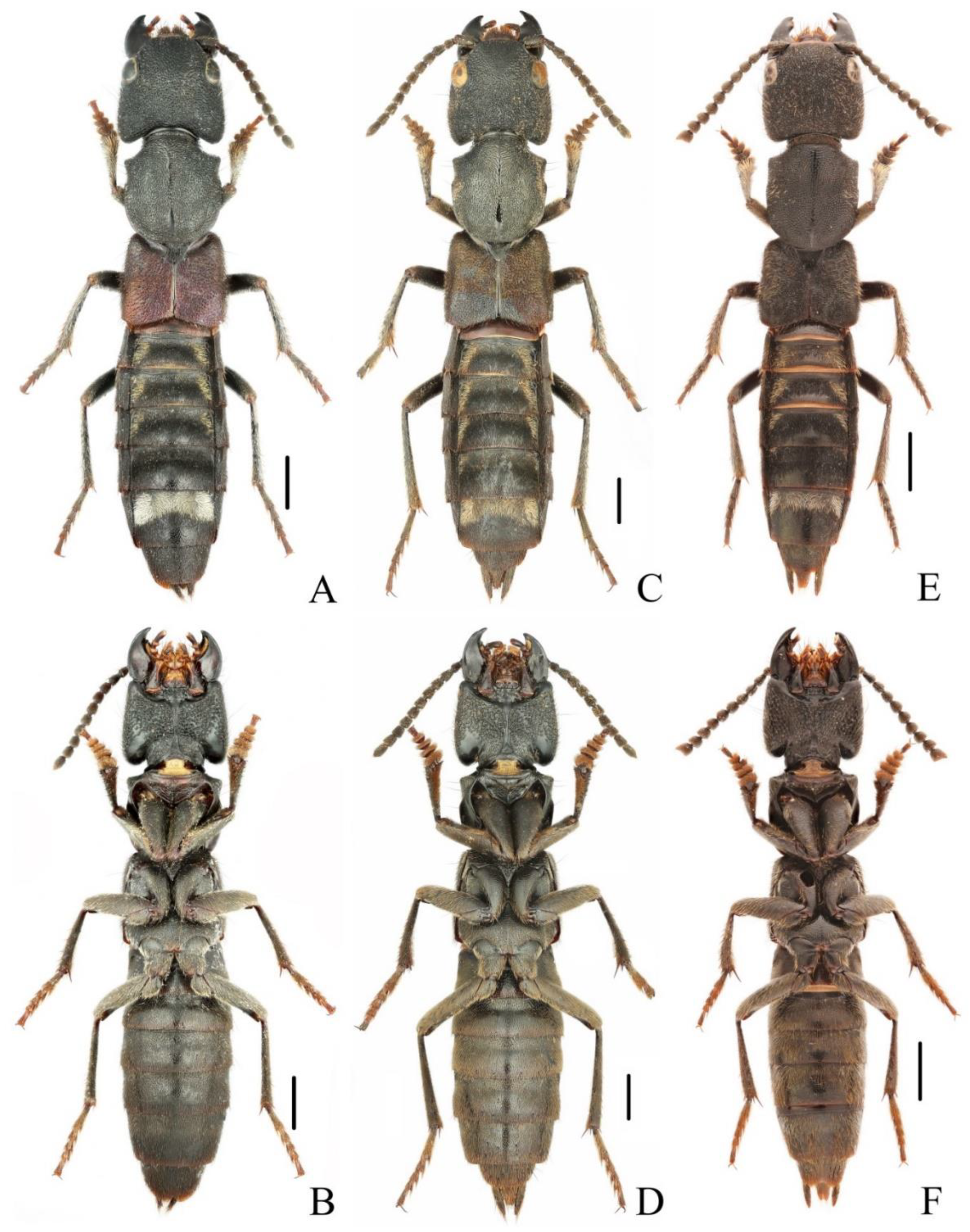 Insects 13 00503 g003