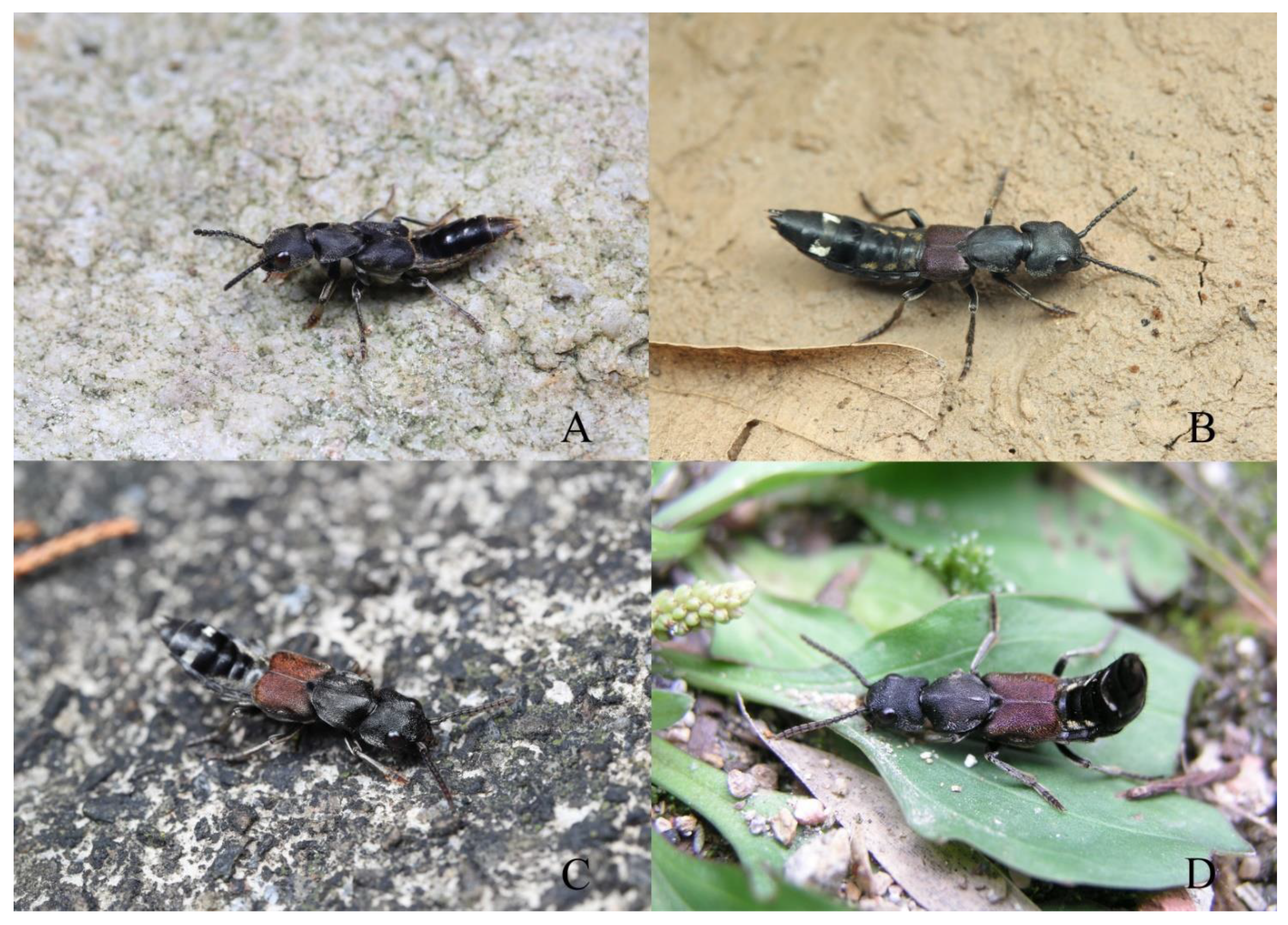 Insects 13 00503 g010