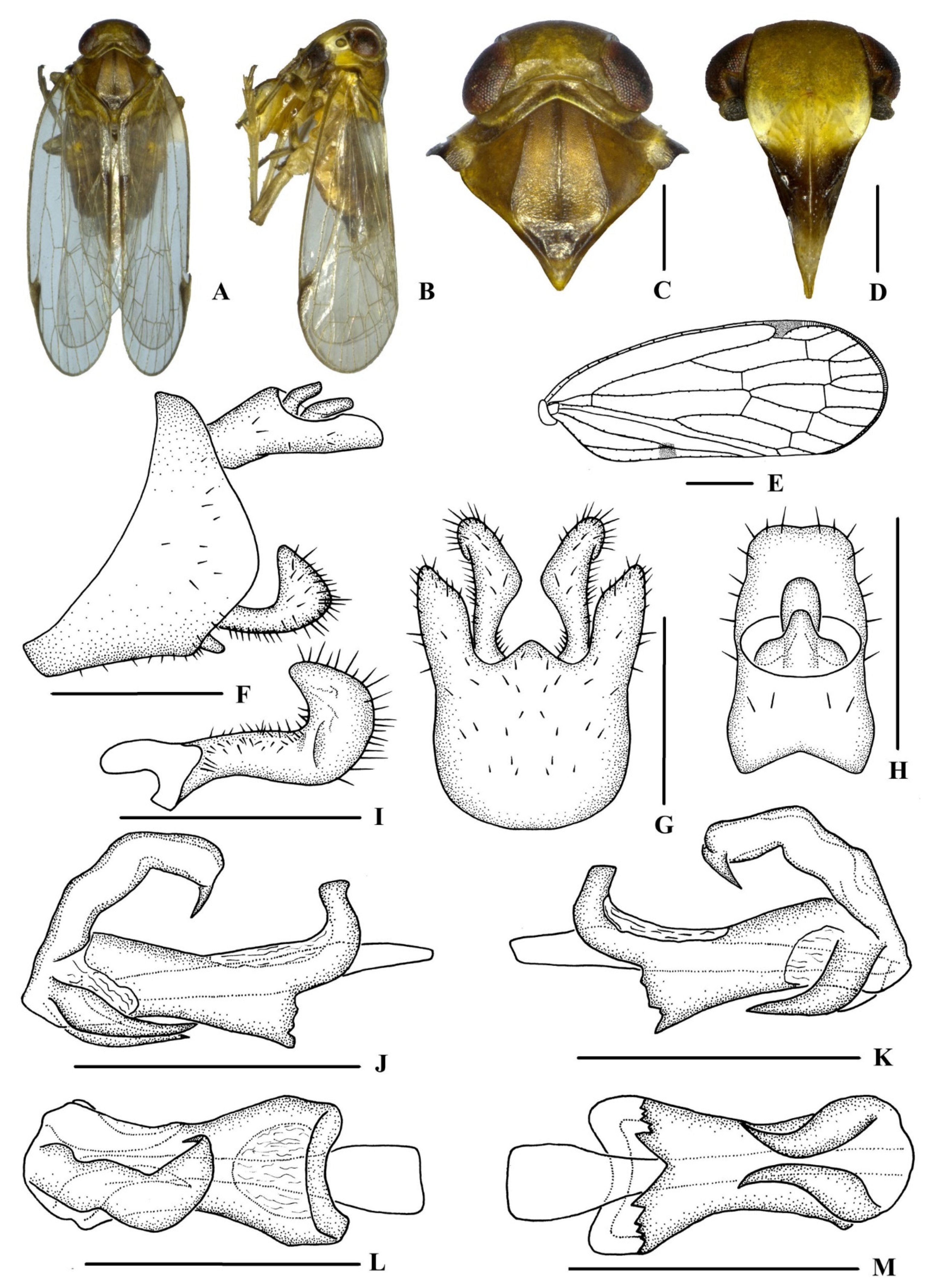Insects 13 00512 g001 550