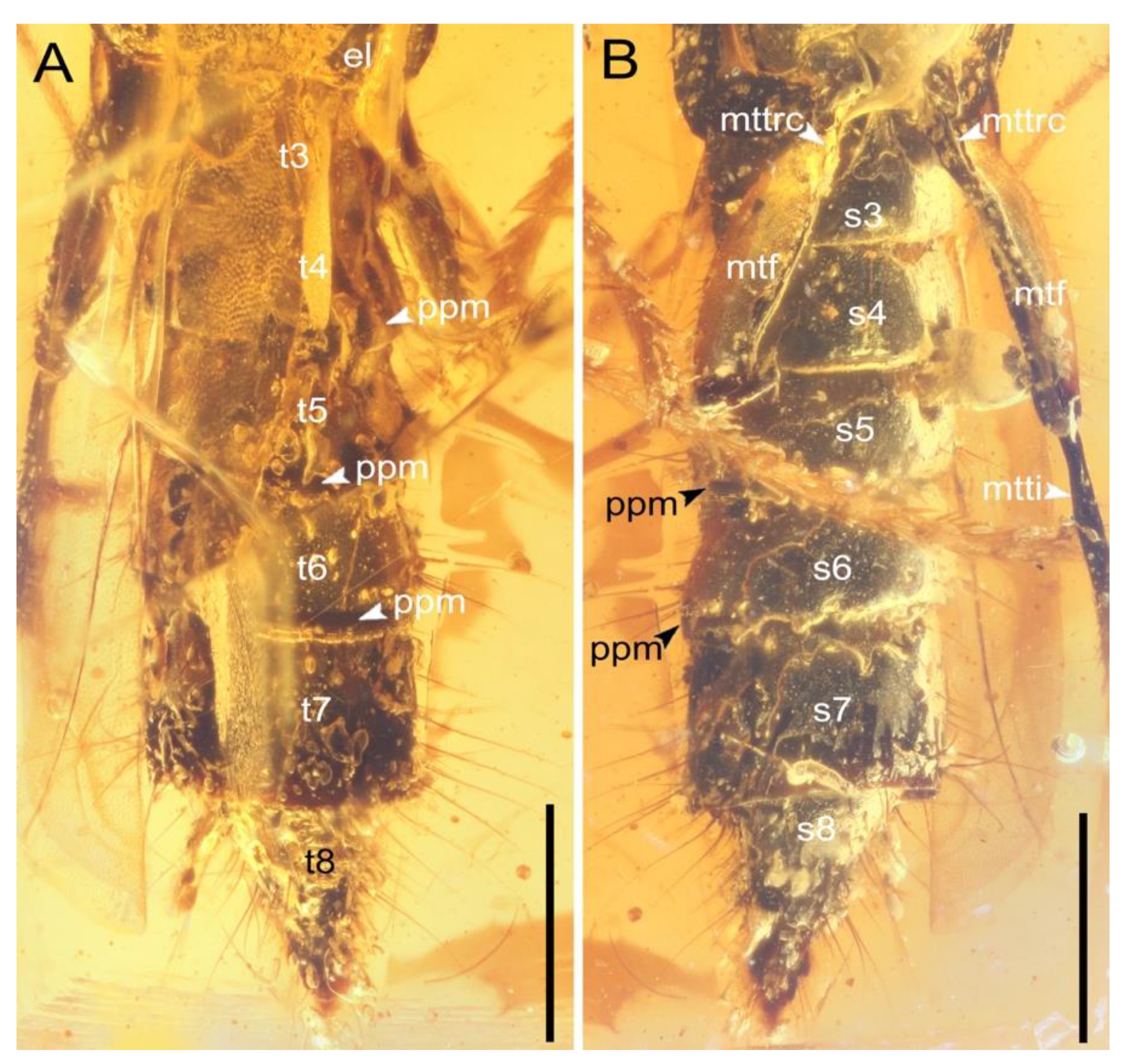 Insects 13 00513 g004