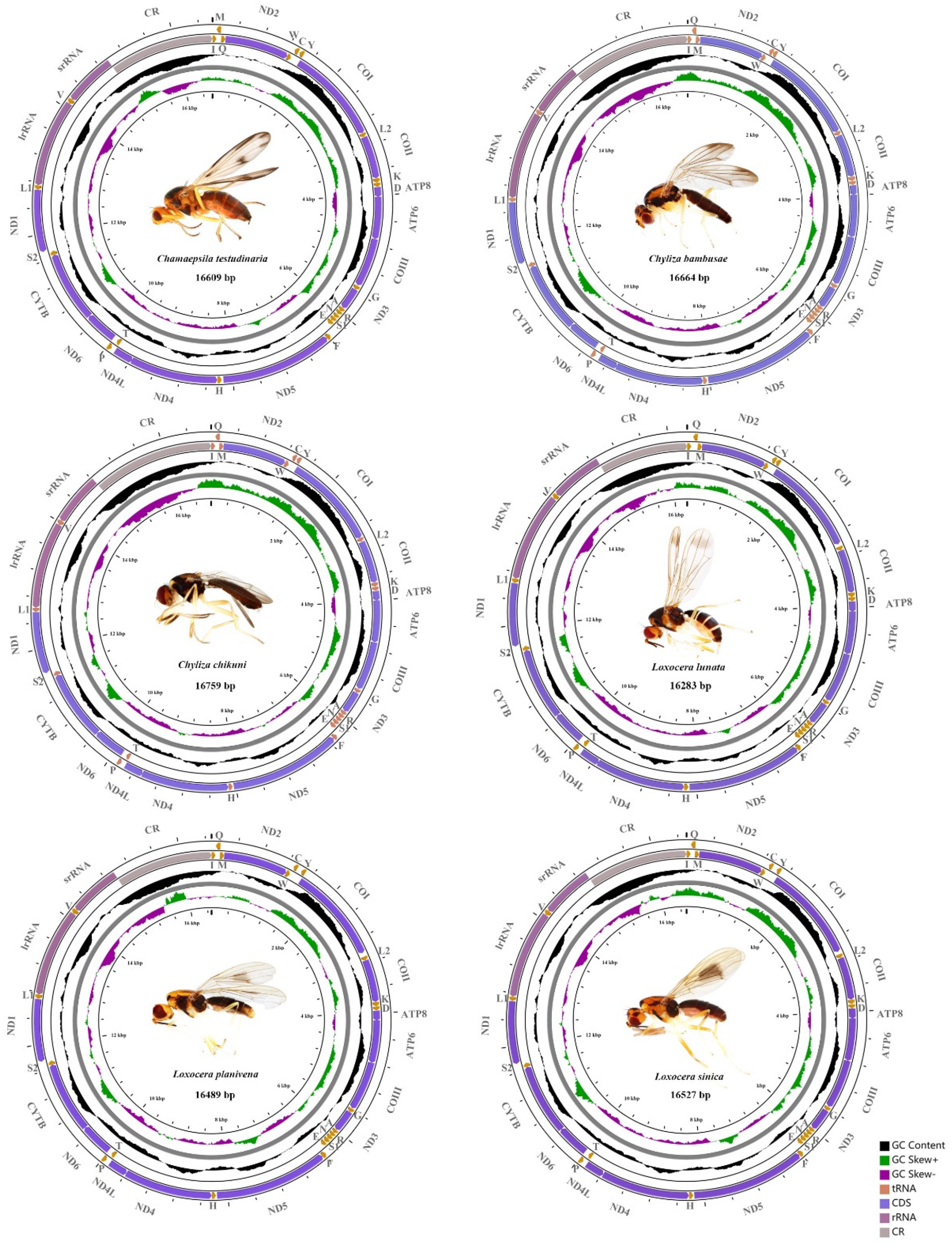 Insects 13 00518 g001 550
