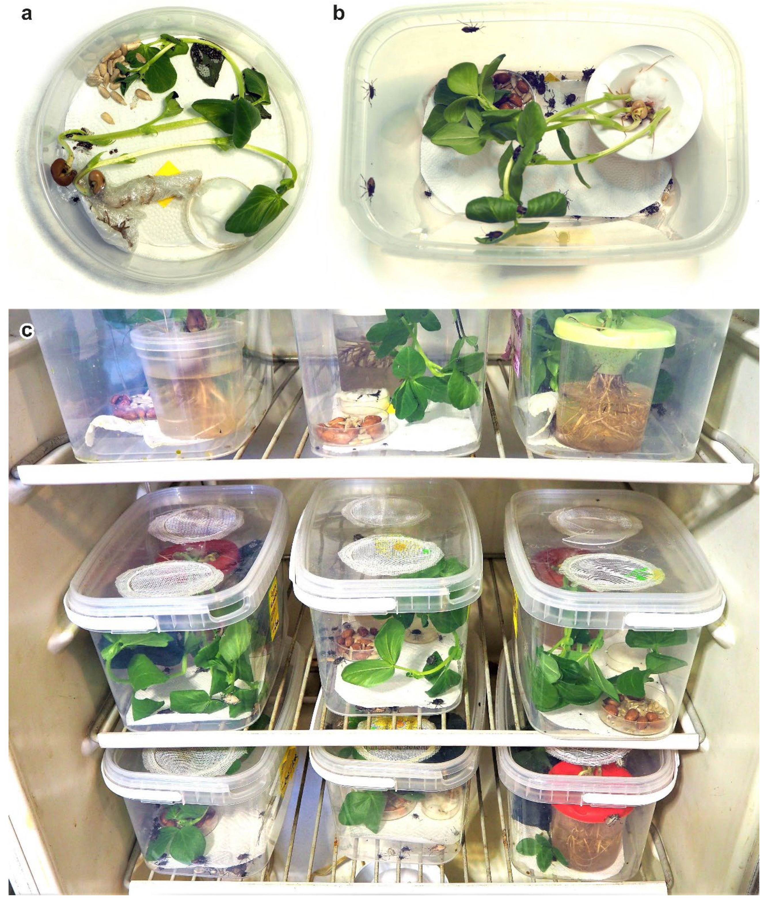 Insects 13 00522 g001 Insects 13 00522 g001