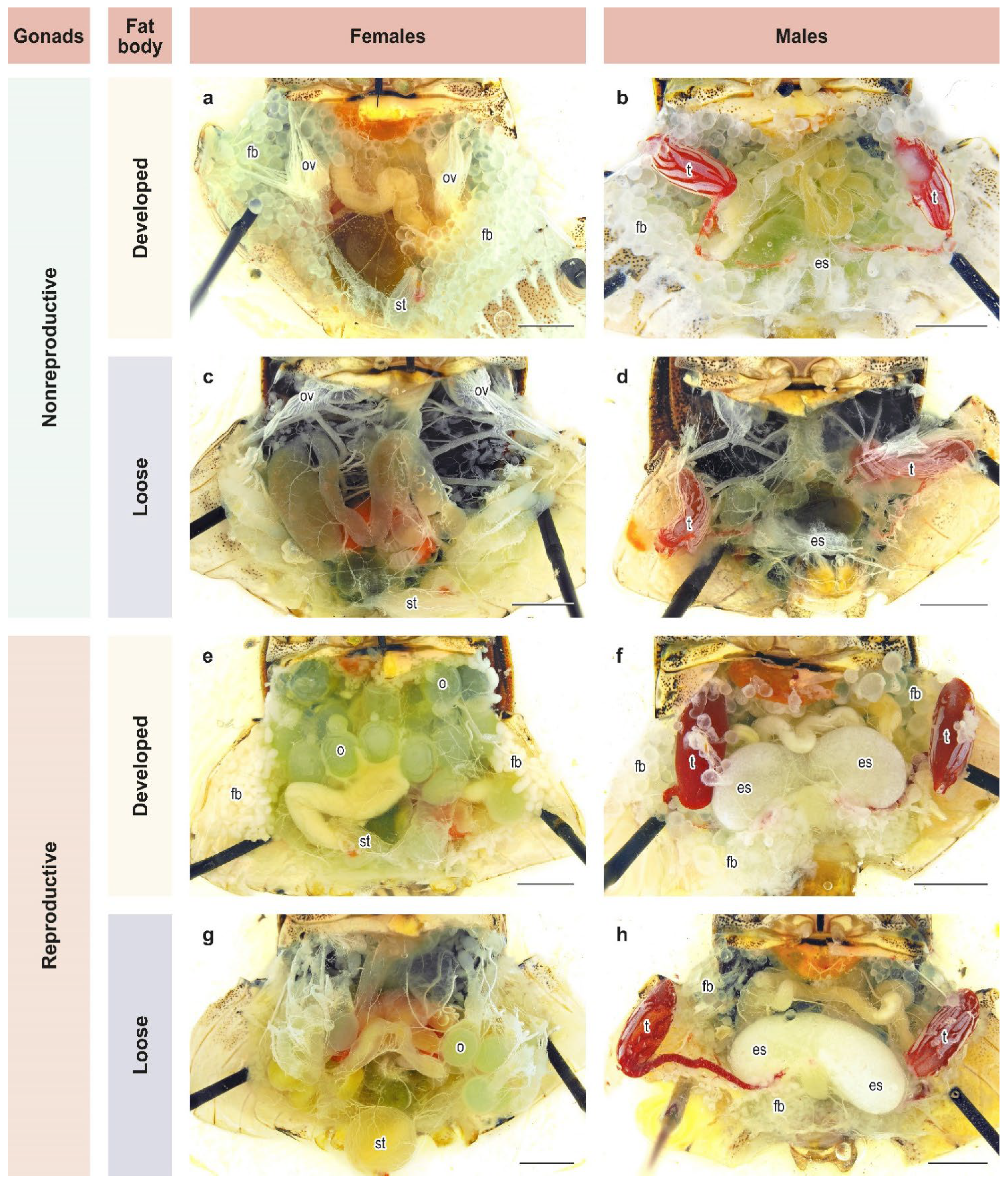 Insects 13 00522 g002 Insects 13 00522 g002