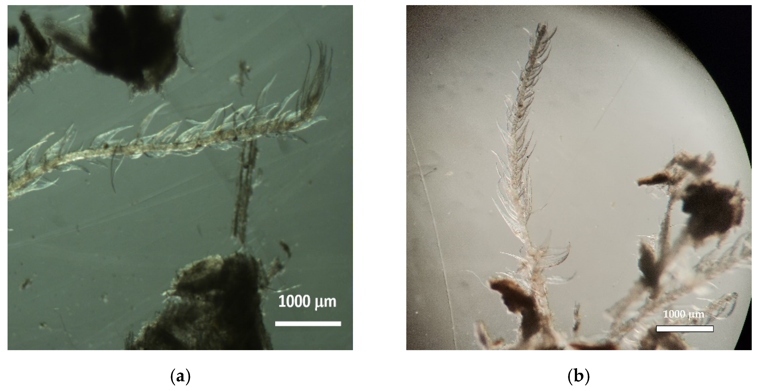 Insects 13 00537 g003