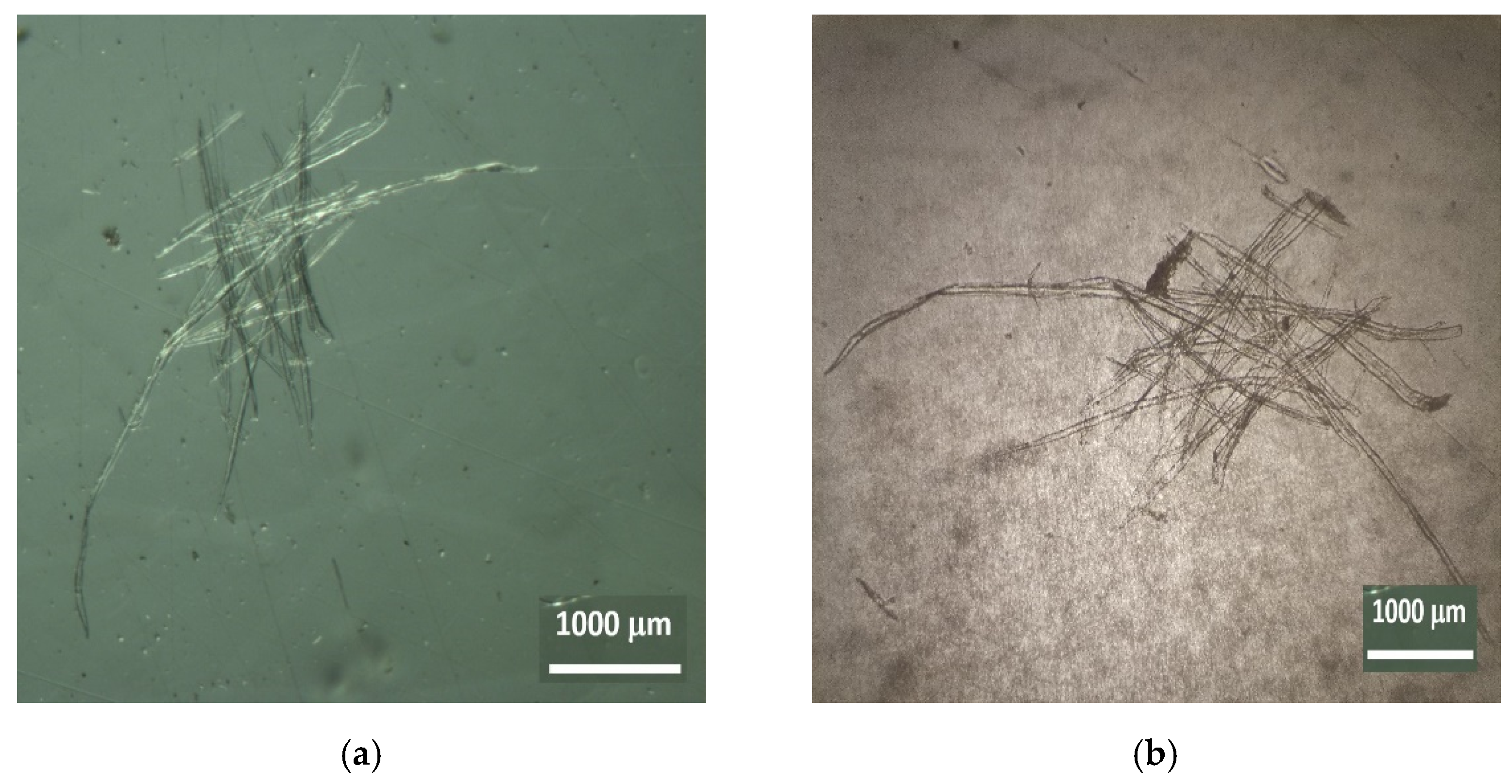 Insects 13 00537 g004