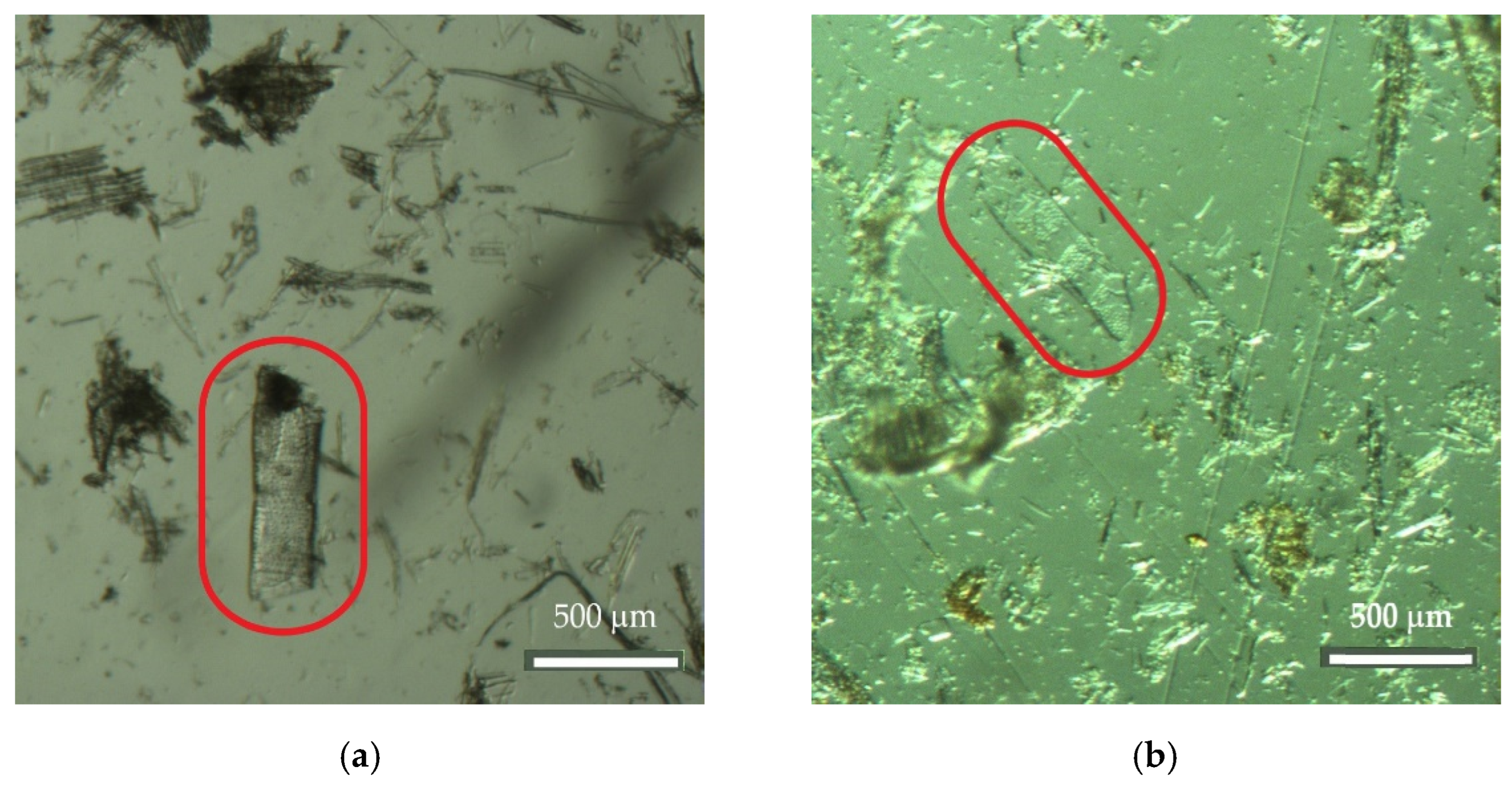 Insects 13 00537 g008