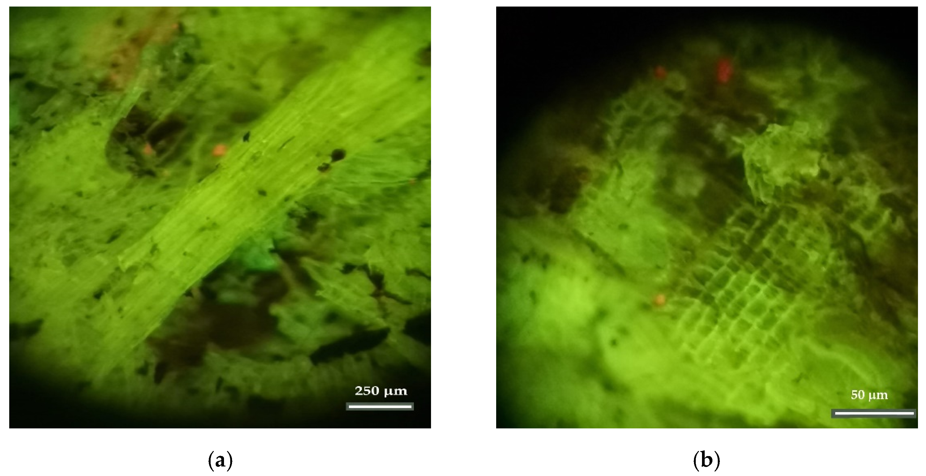 Insects 13 00537 g009