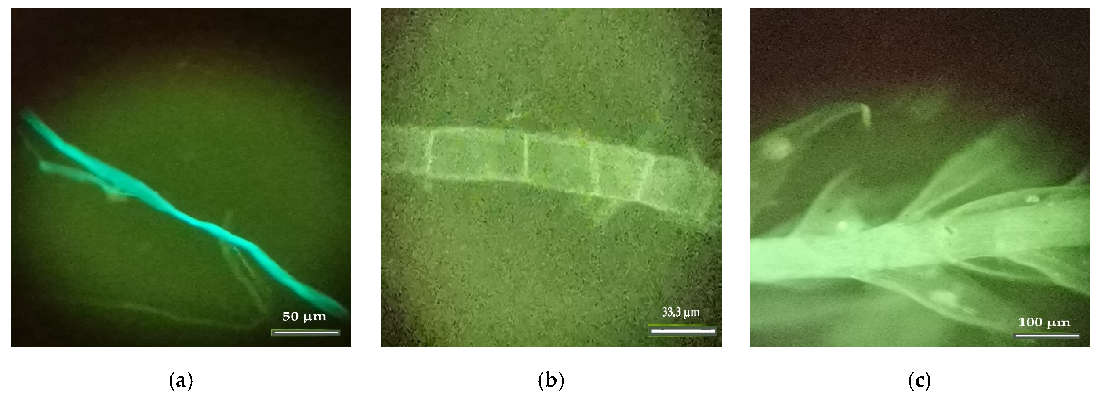 Insects 13 00537 g010