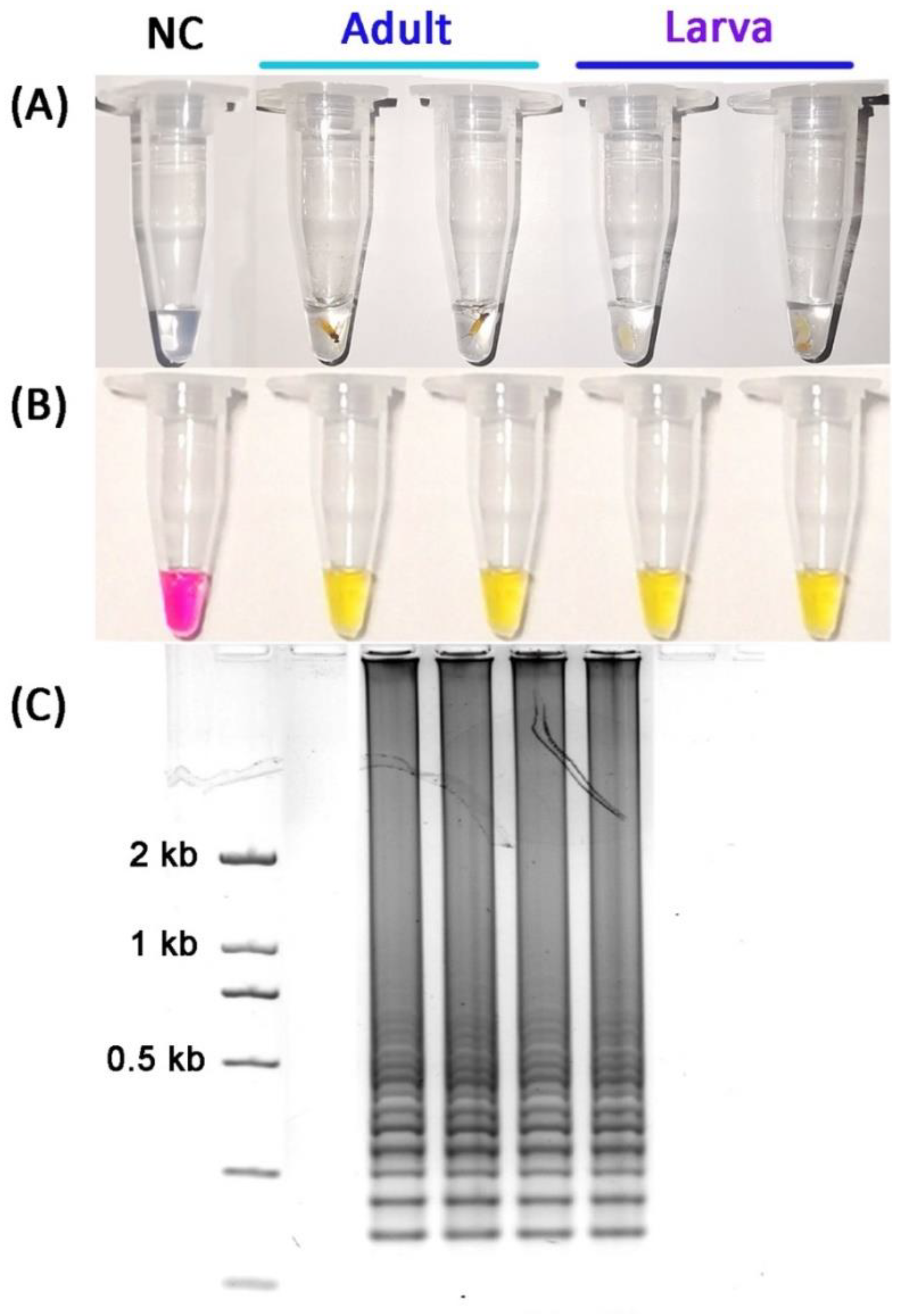 Insects 13 00540 g006 Insects 13 00540 g006