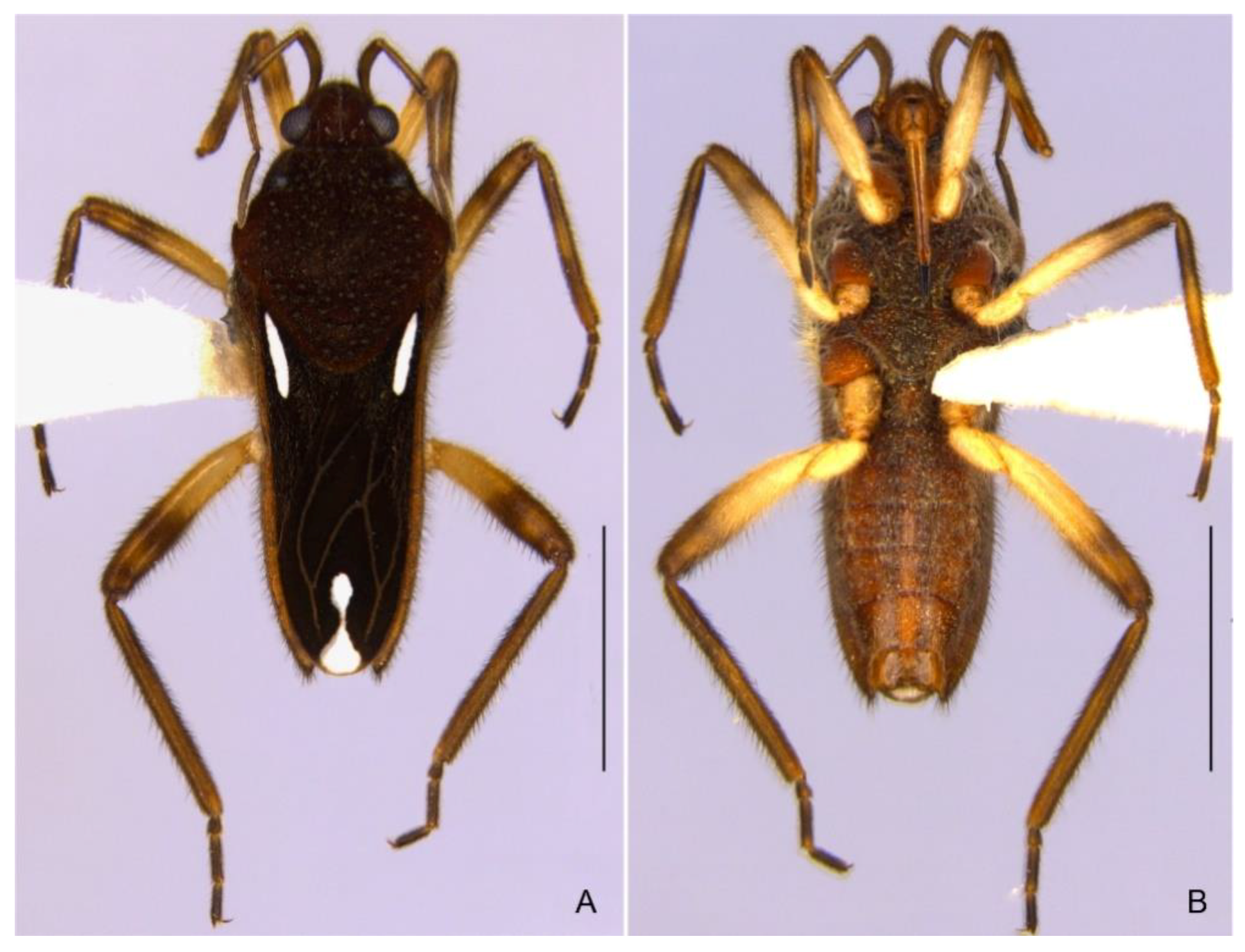 Insects 13 00541 g006 Insects 13 00541 g006