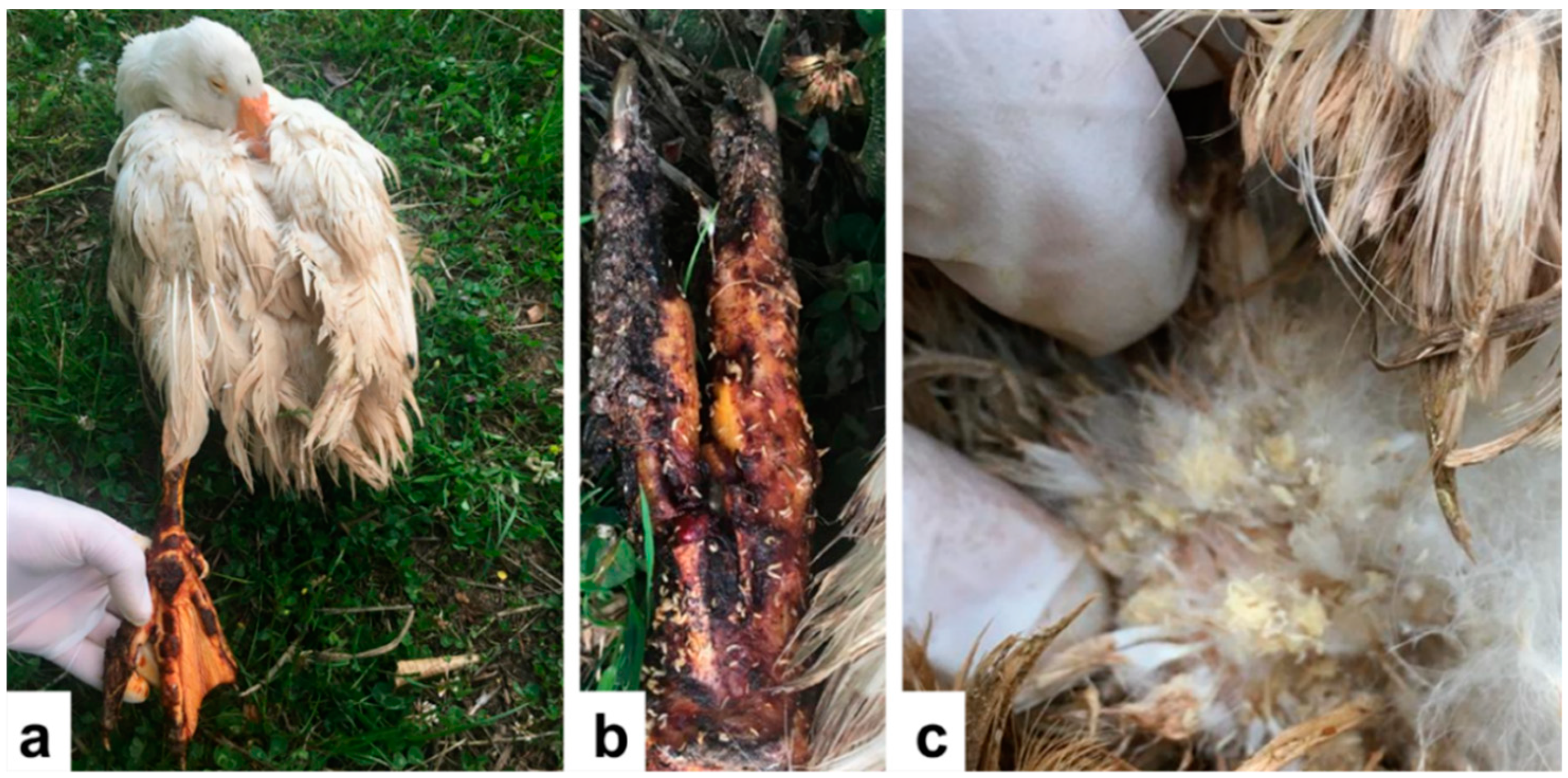 Insects 13 00542 g001 Insects 13 00542 g001