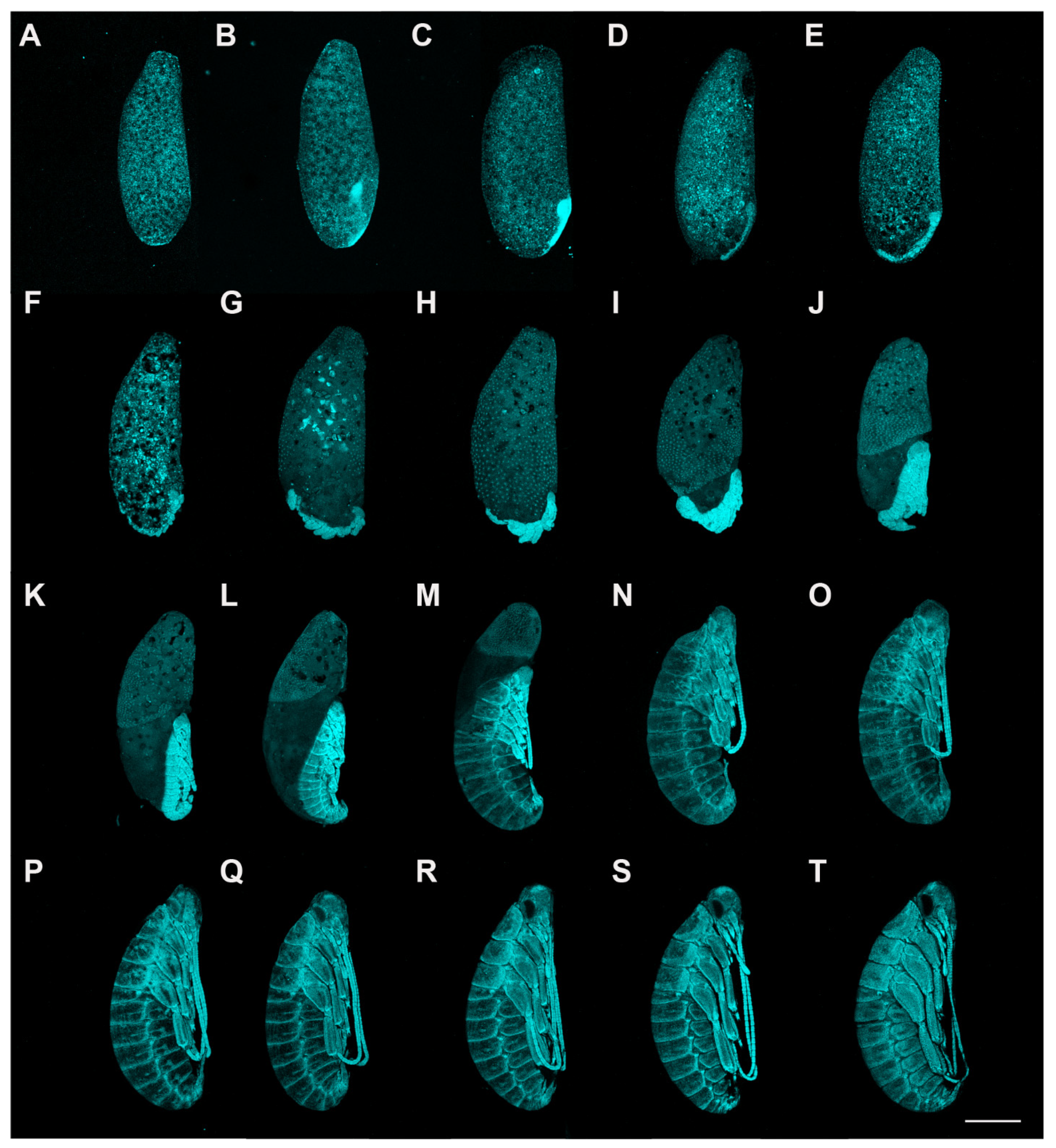 Insects 13 00551 g001