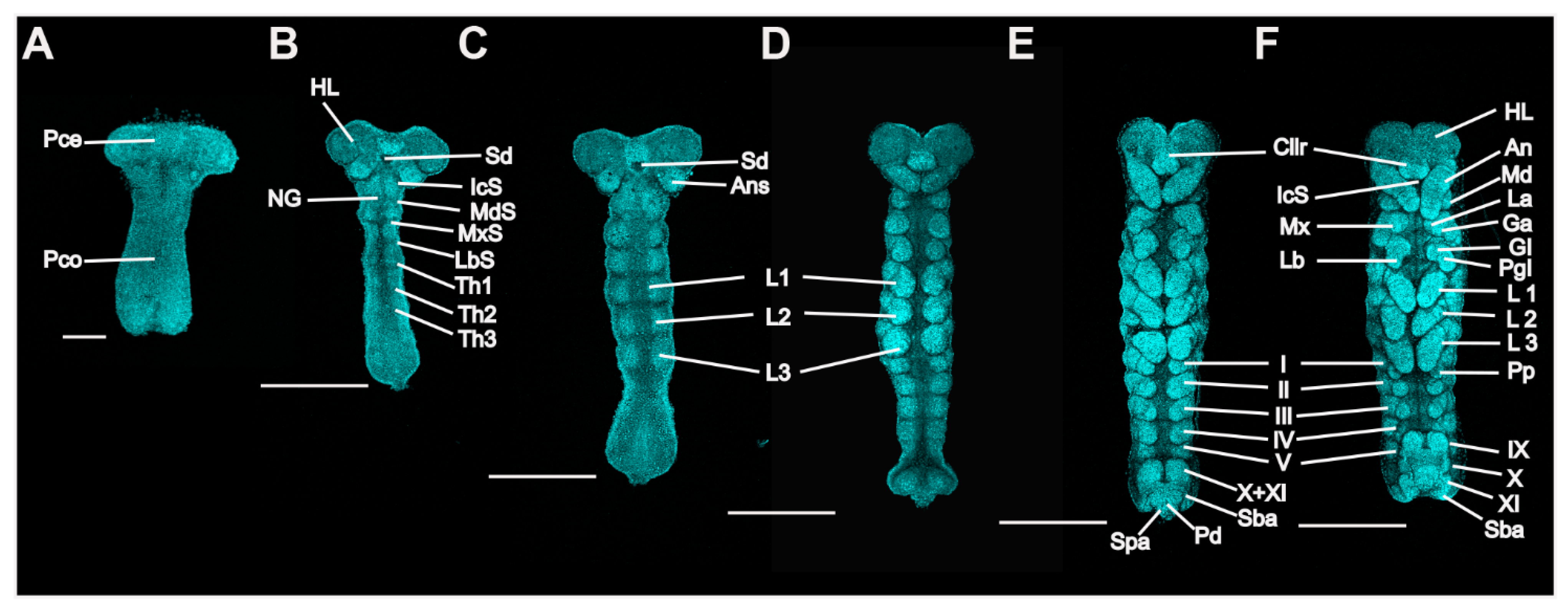 Insects 13 00551 g003
