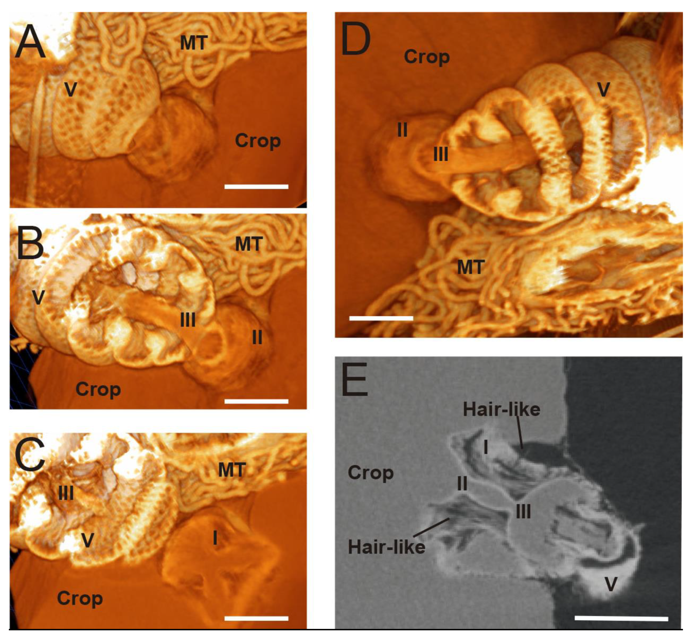 Insects 13 00556 g002