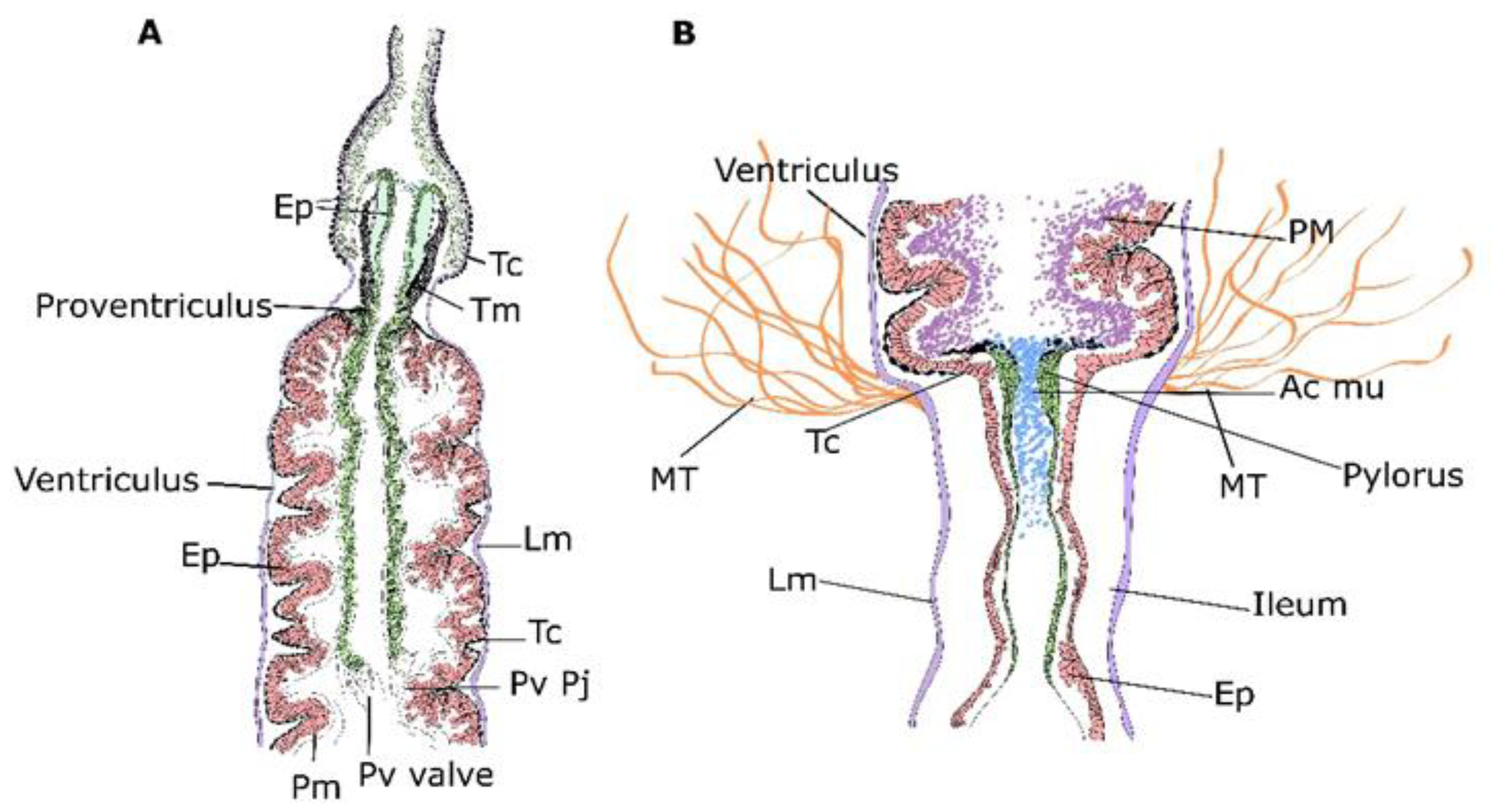 Insects 13 00556 g007