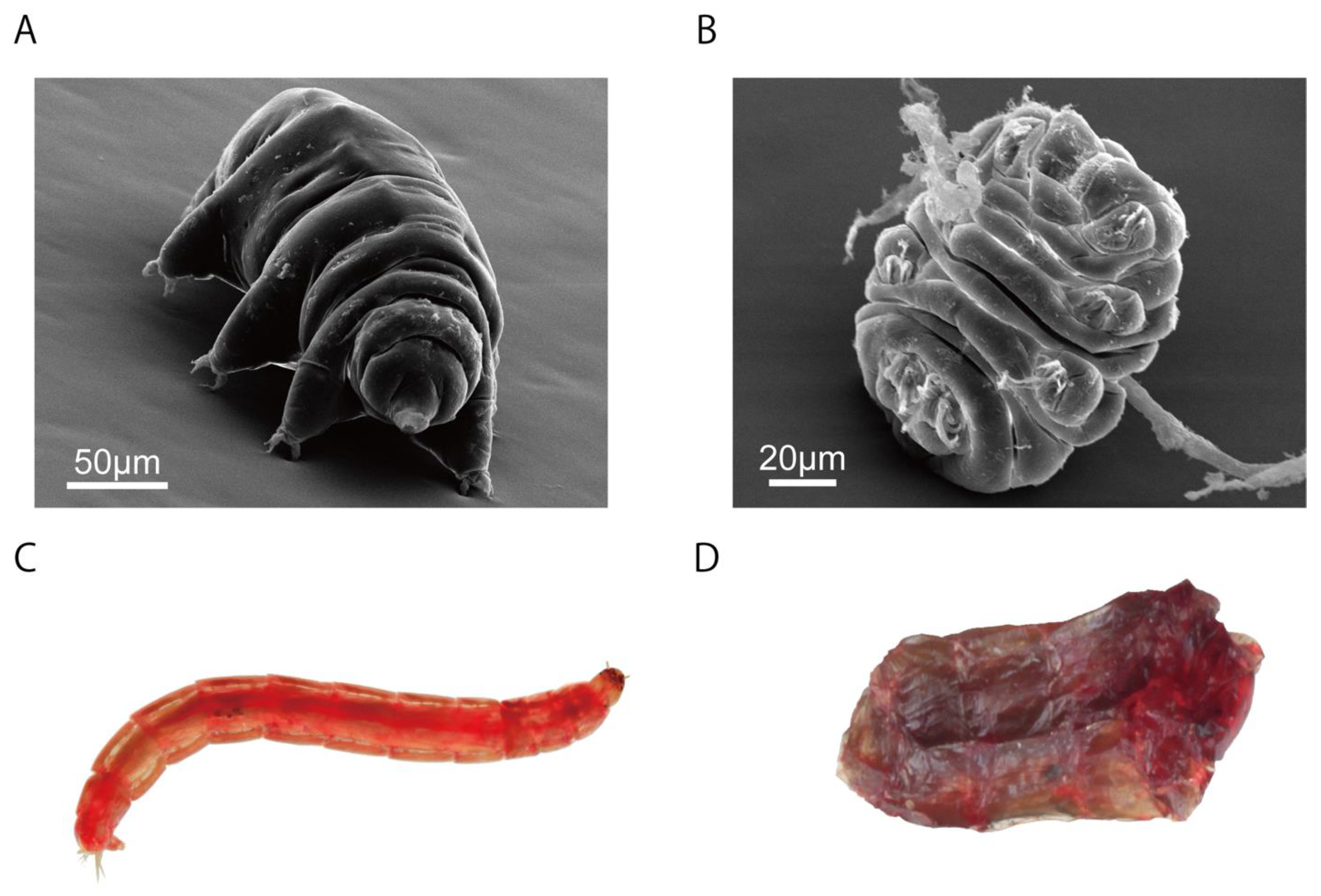 Insects 13 00557 g002