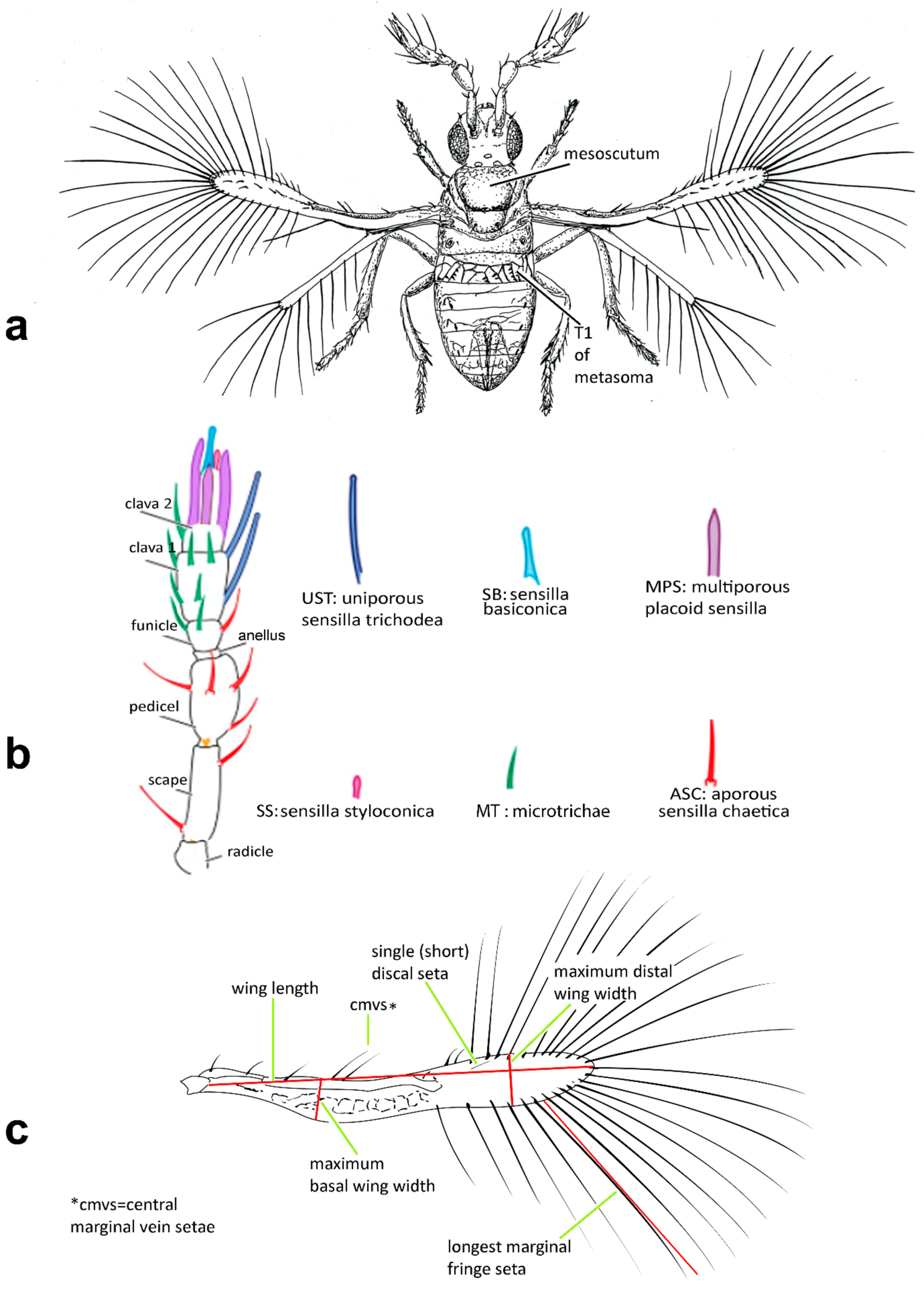 Insects, Free Full-Text